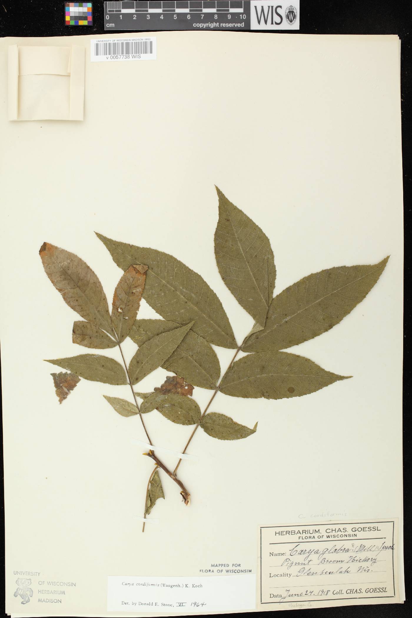 Carya cordiformis image