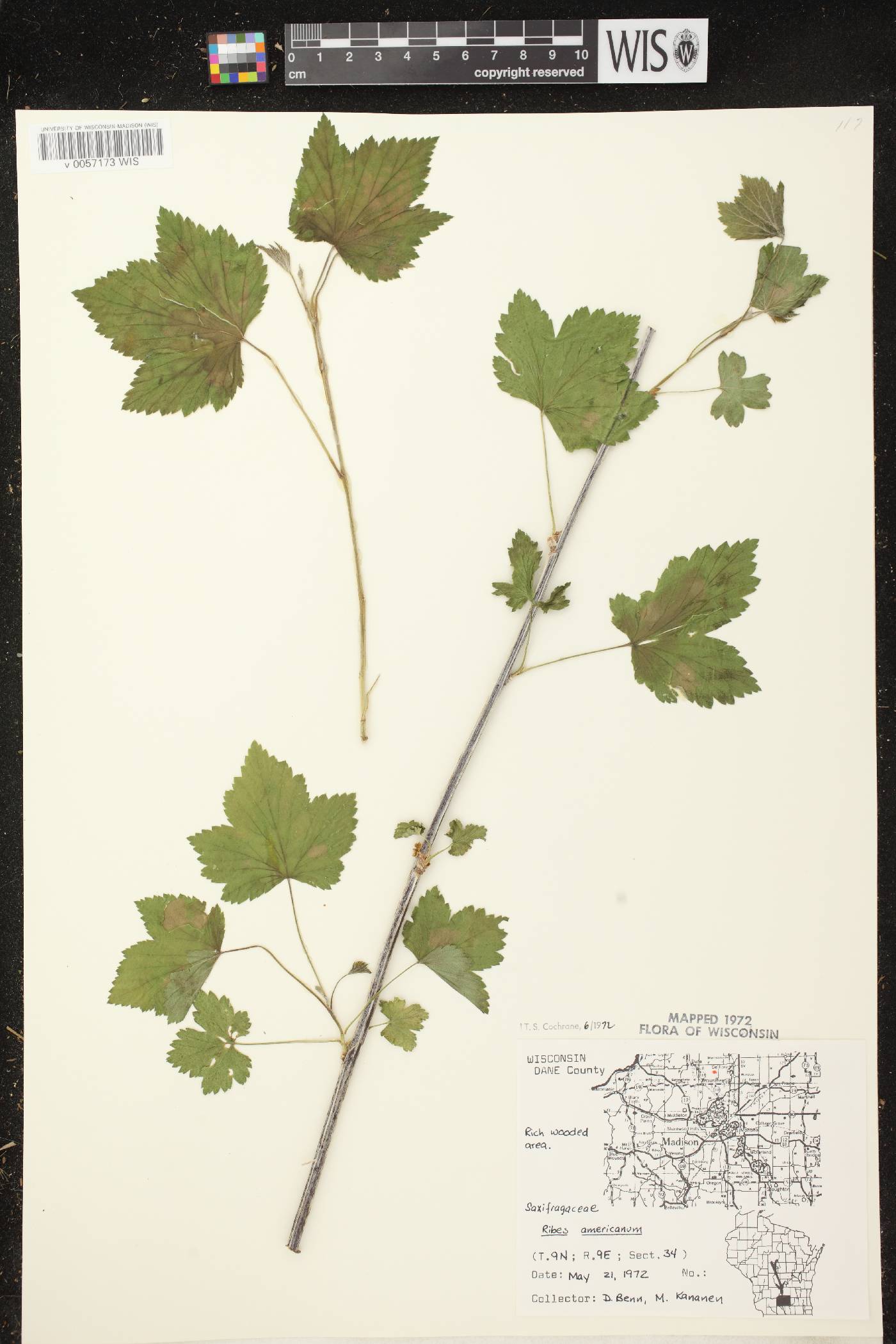 Ribes americanum image
