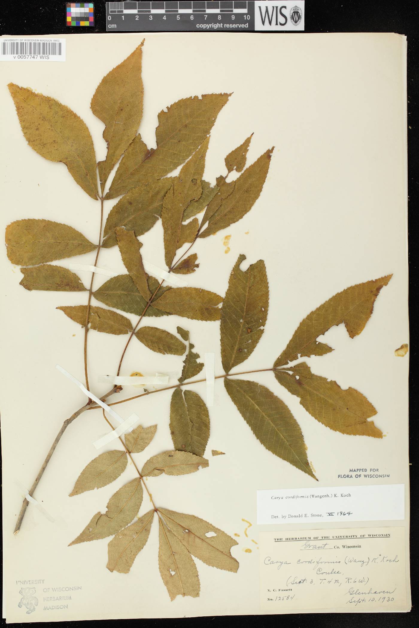 Carya cordiformis image