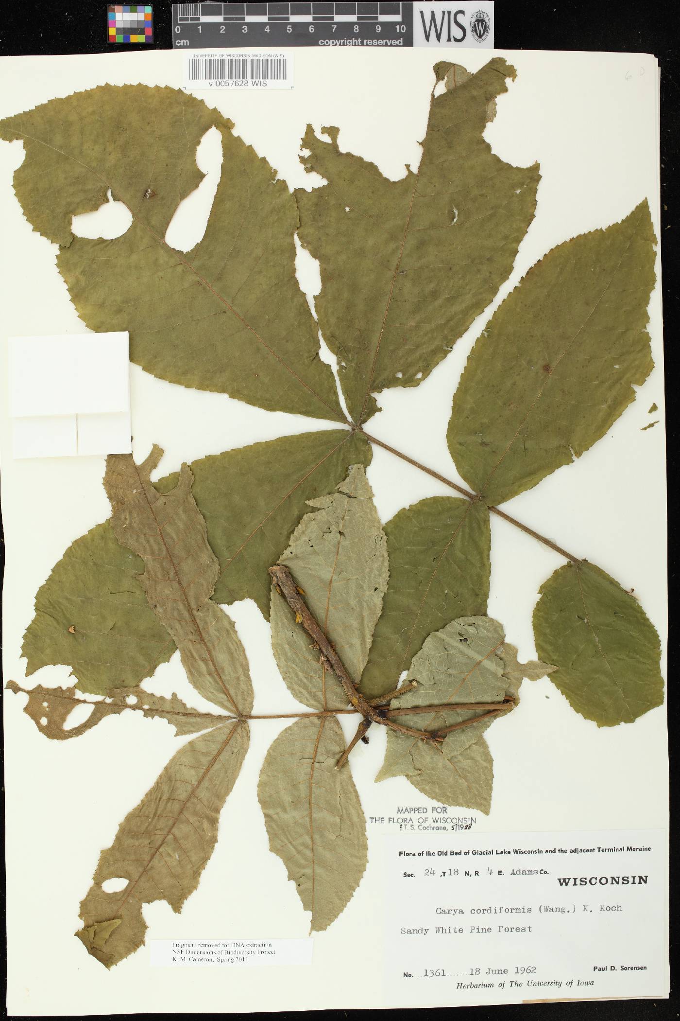 Carya cordiformis image