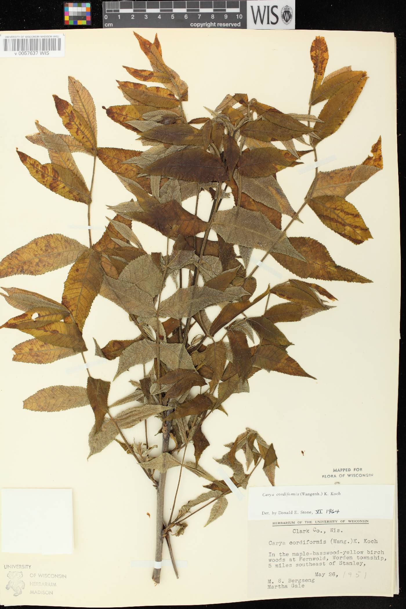 Carya cordiformis image