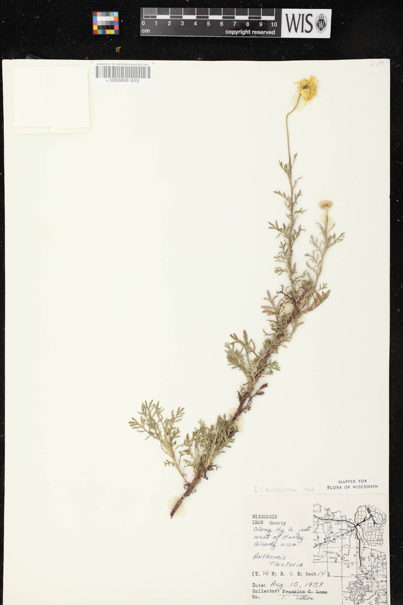 Cota tinctoria image