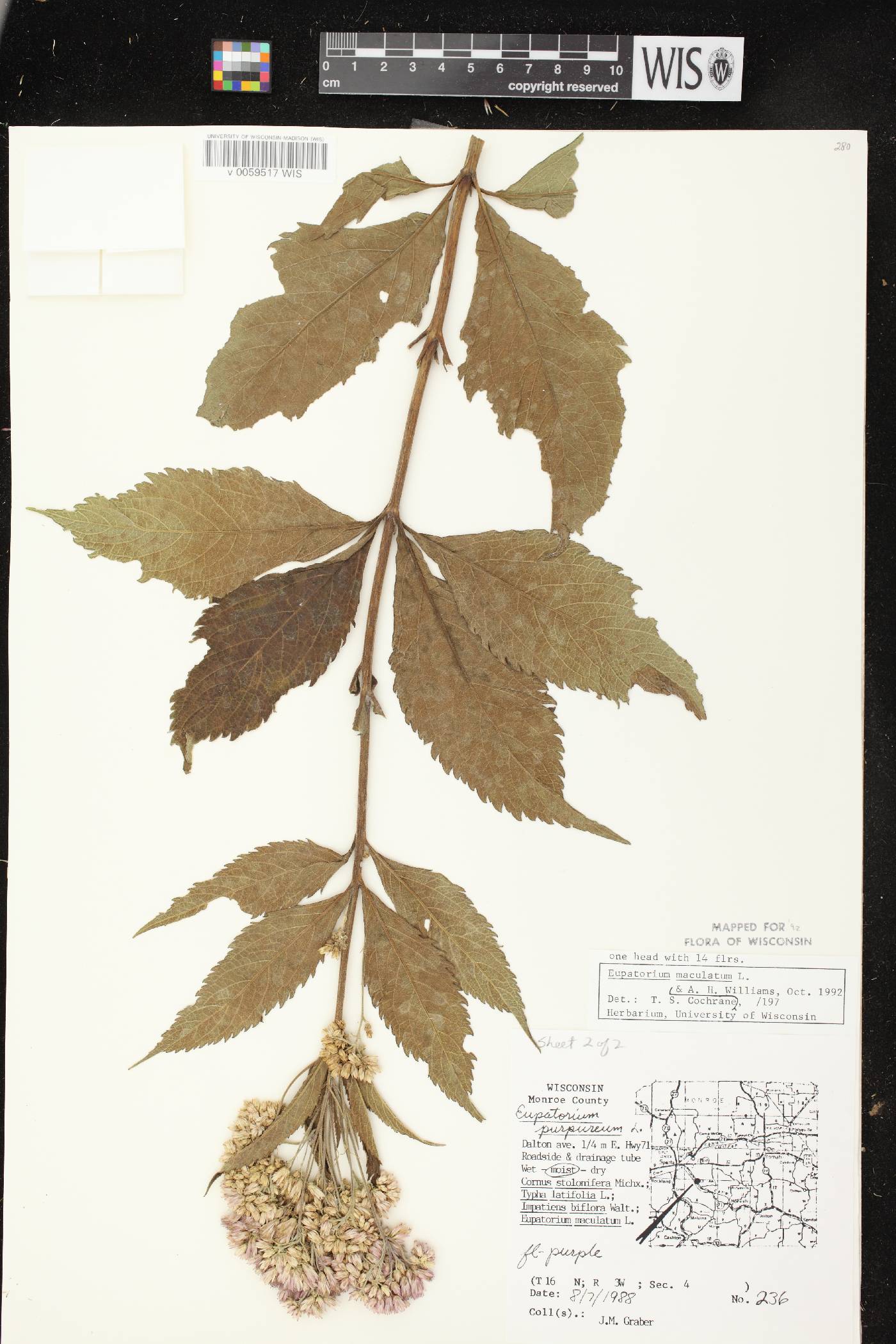 Eutrochium maculatum var. maculatum image