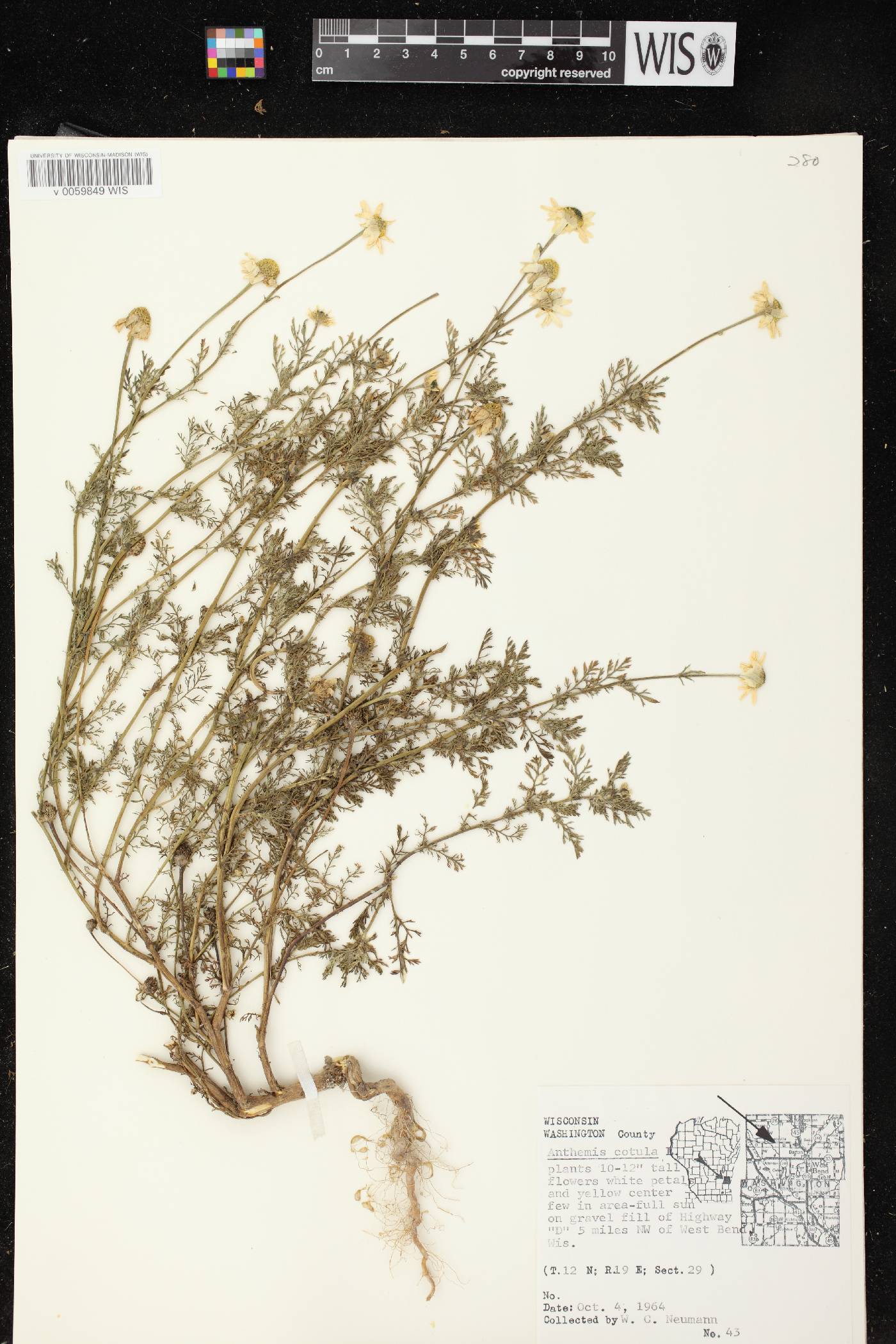 Anthemis cotula image