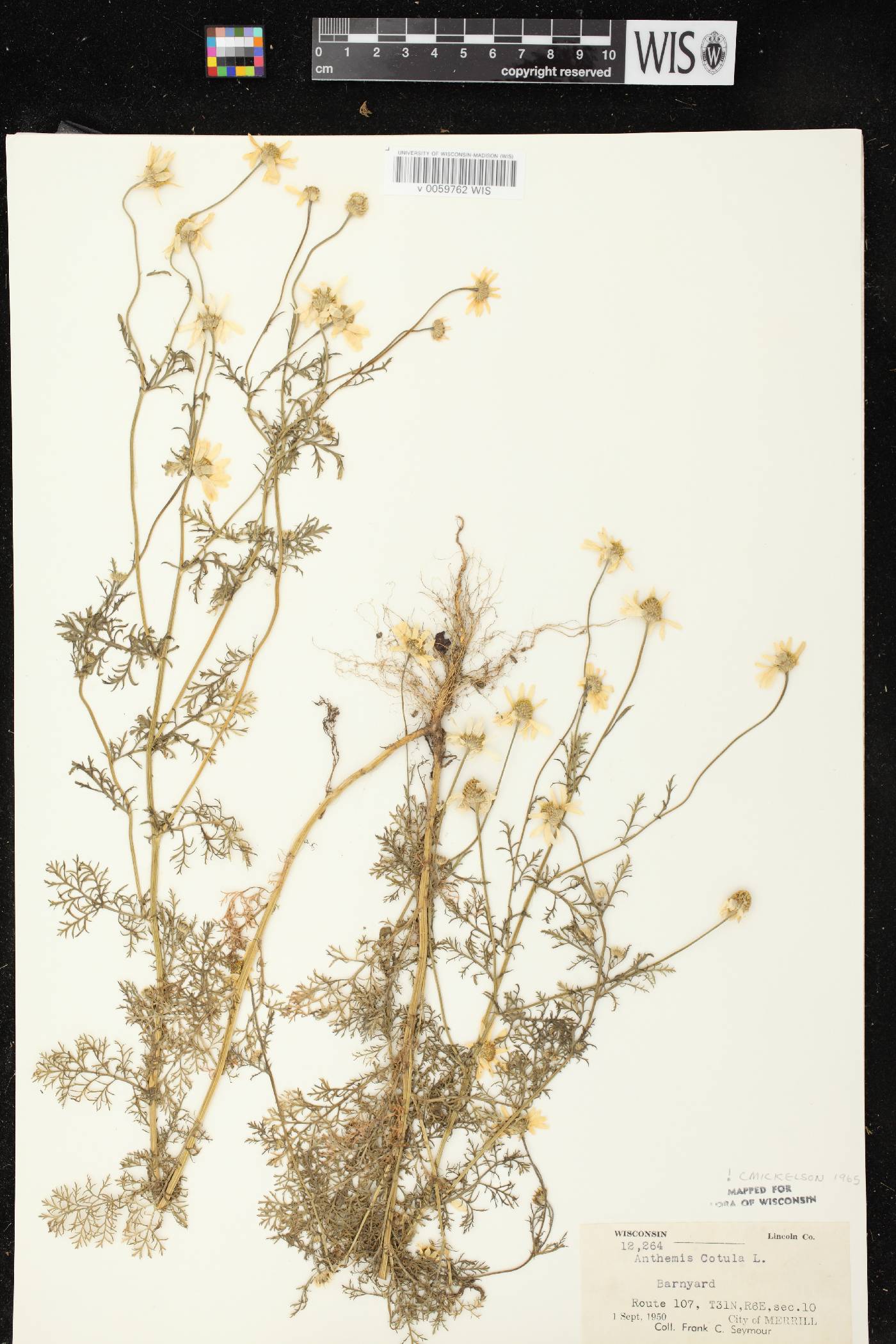Anthemis cotula image