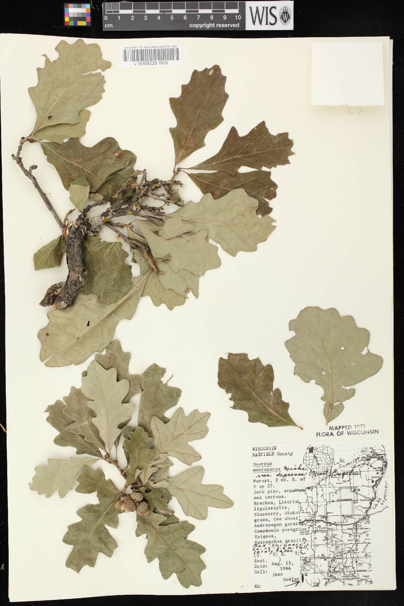 Quercus macrocarpa image