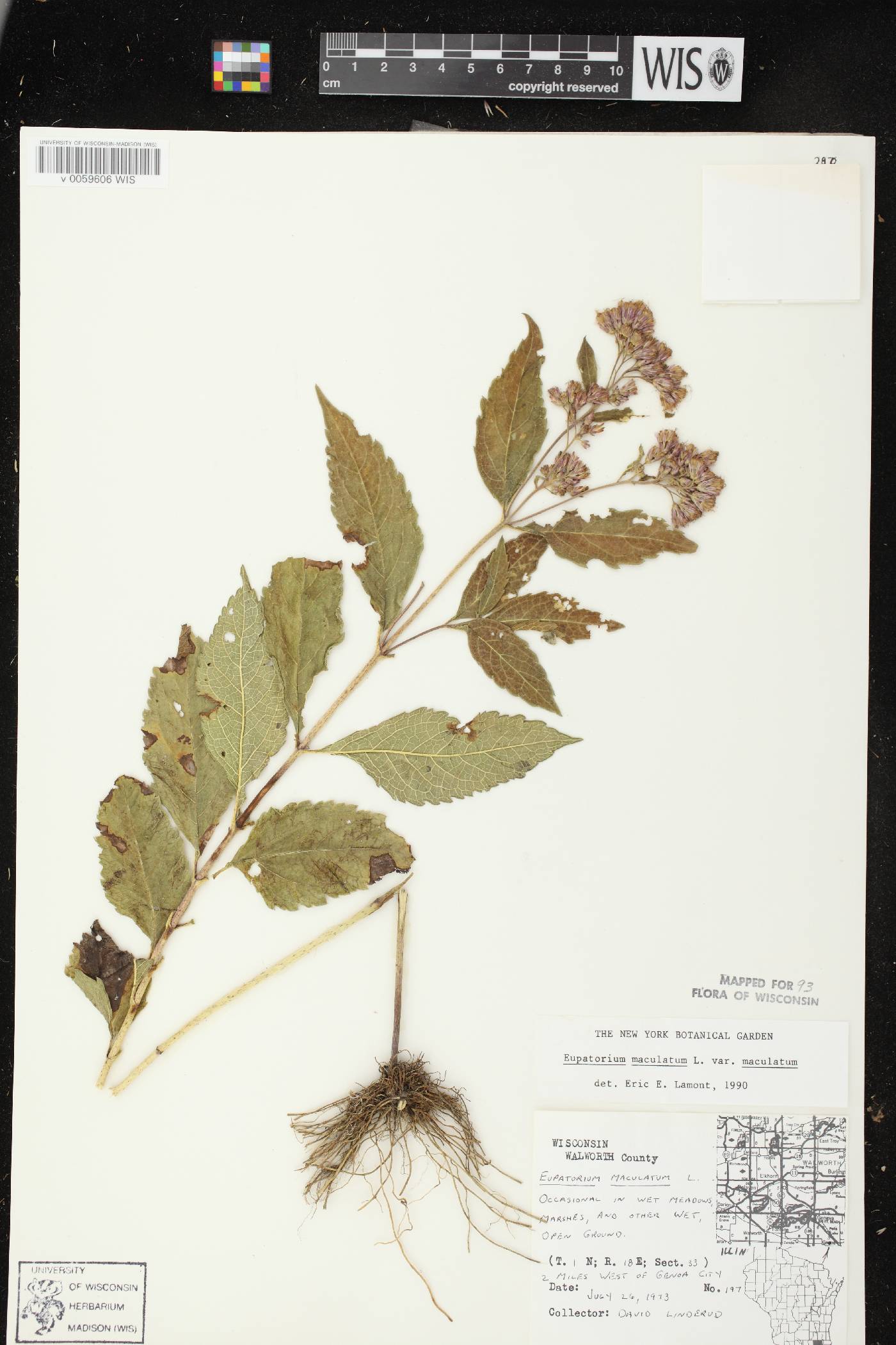 Eutrochium maculatum image