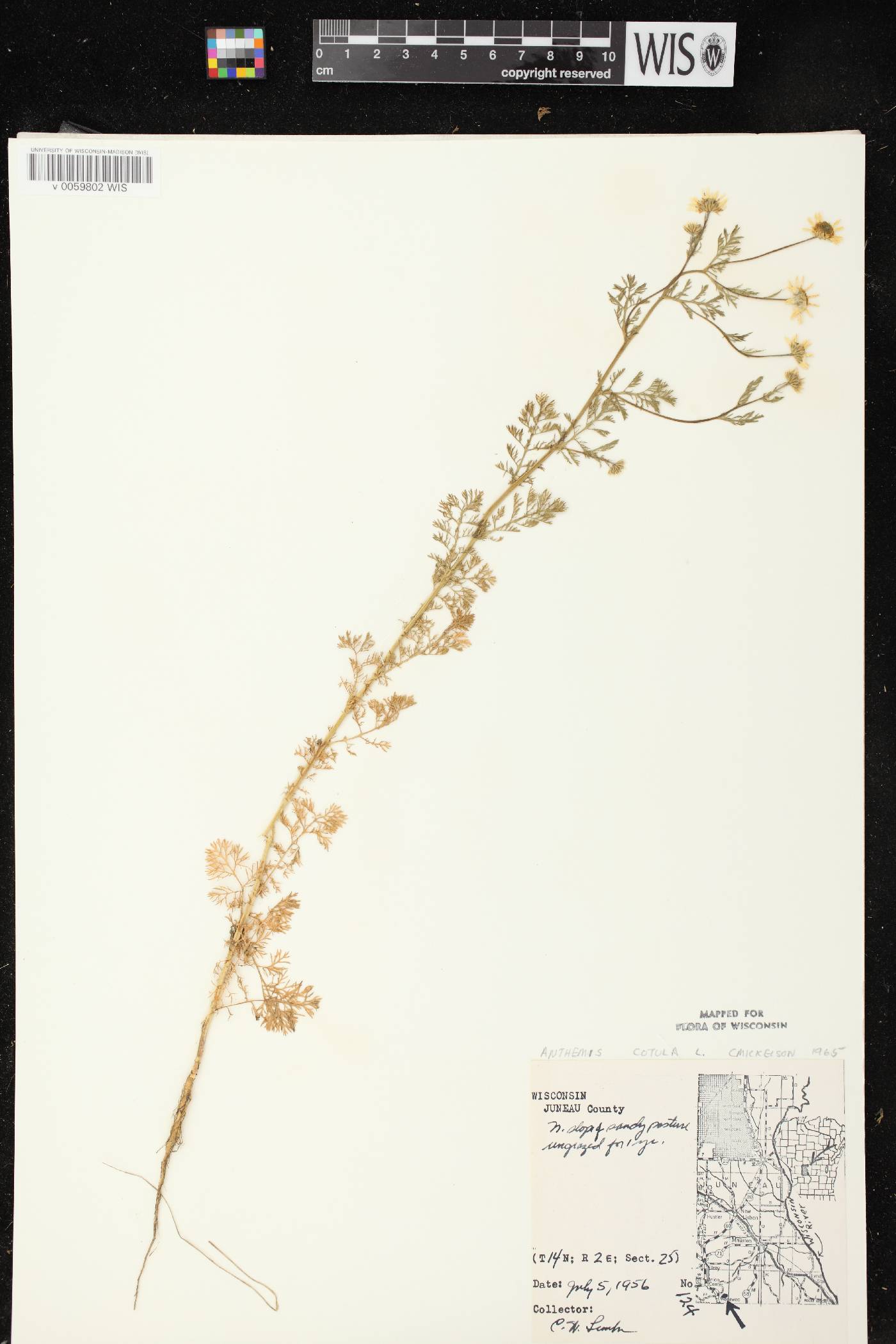 Anthemis cotula image