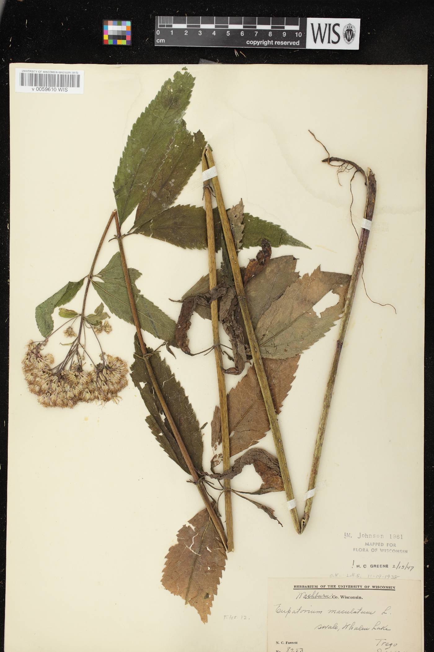 Eutrochium maculatum var. maculatum image