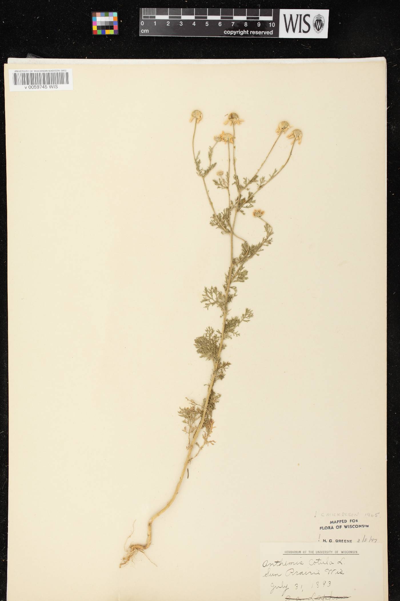 Anthemis cotula image