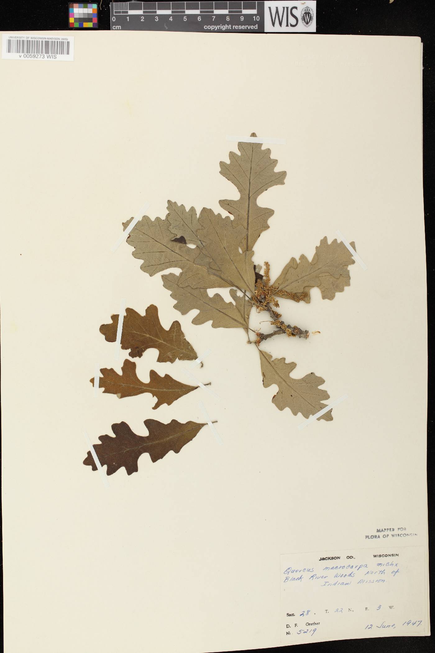 Quercus macrocarpa image