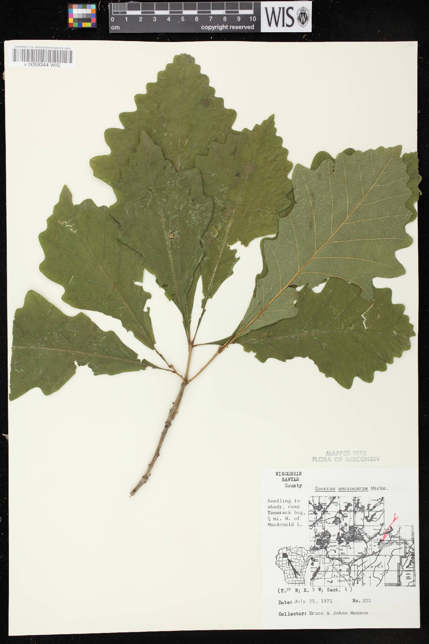 Quercus macrocarpa image