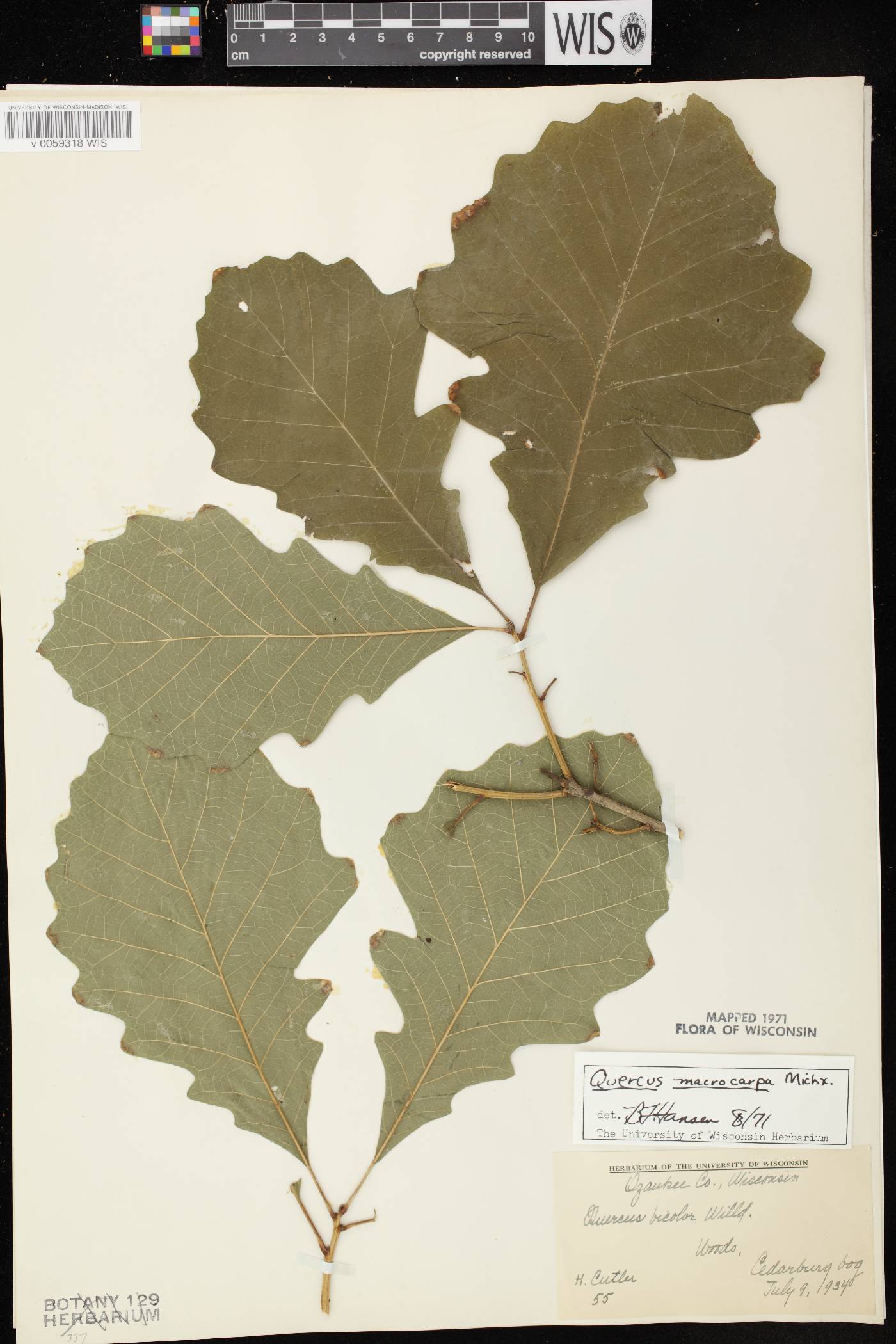 Quercus macrocarpa image