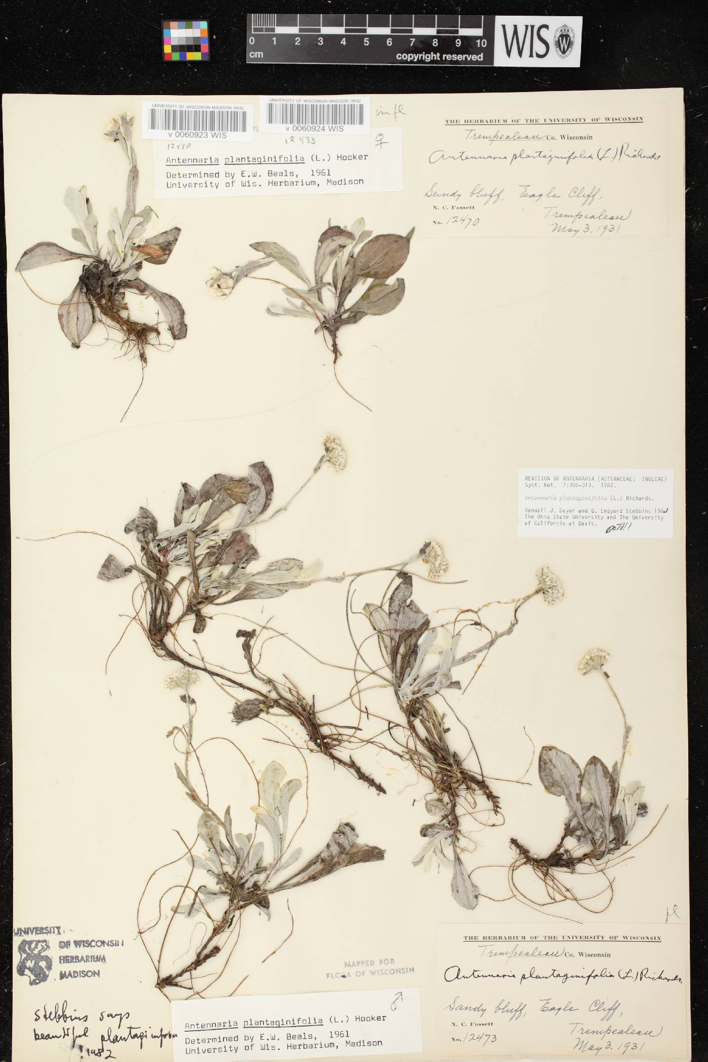 Antennaria plantaginifolia image