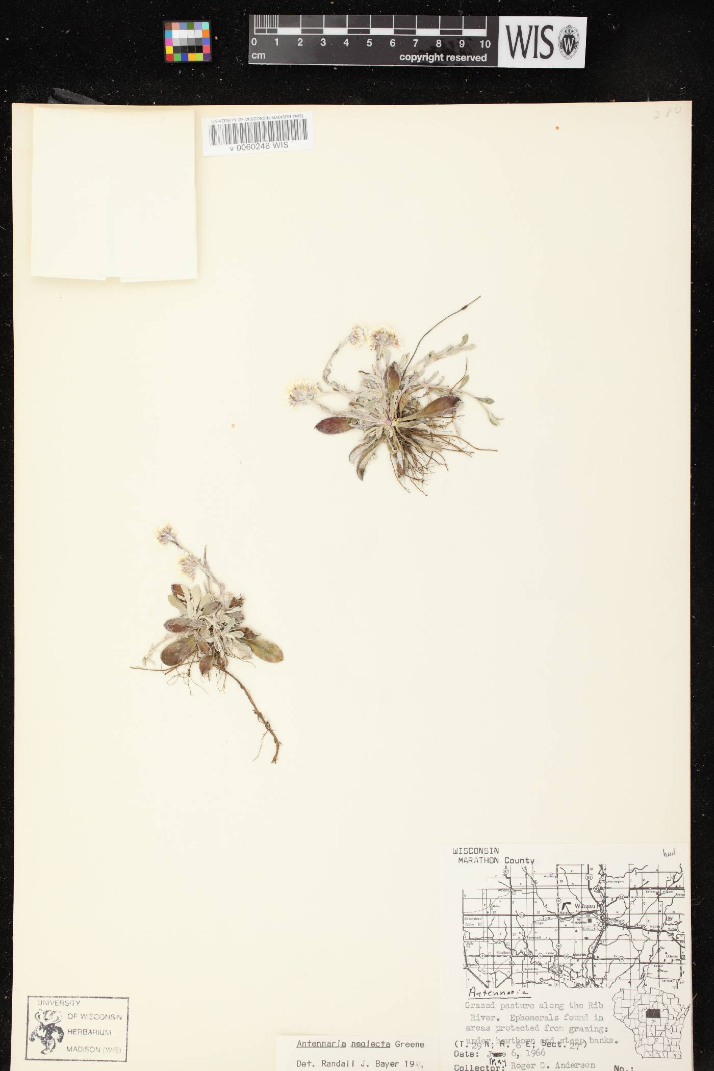 Antennaria neglecta image