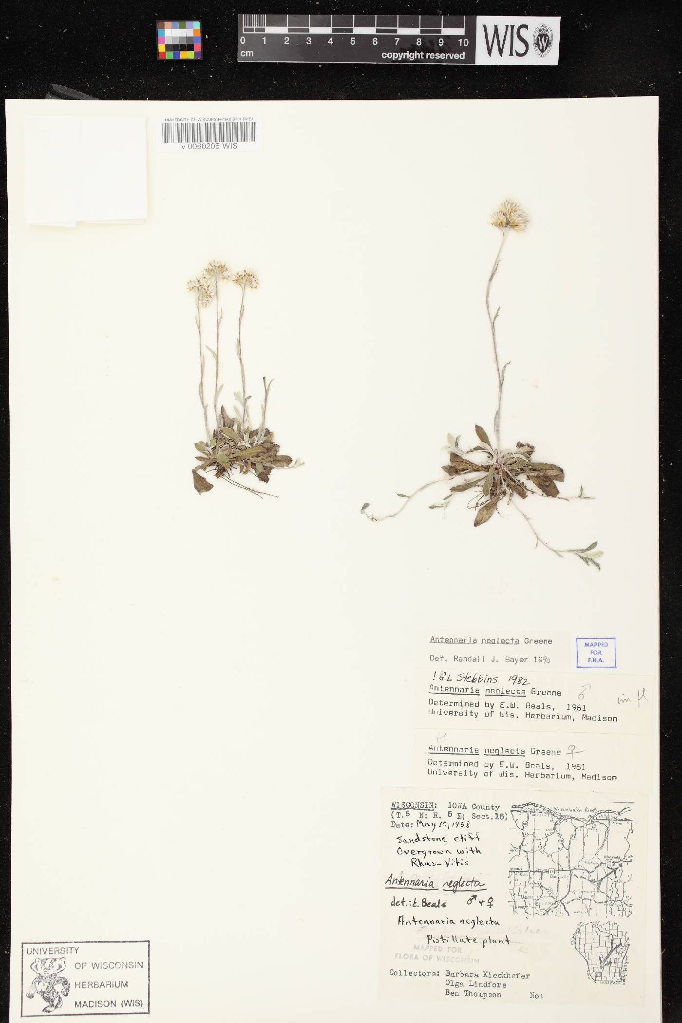 Antennaria neglecta image