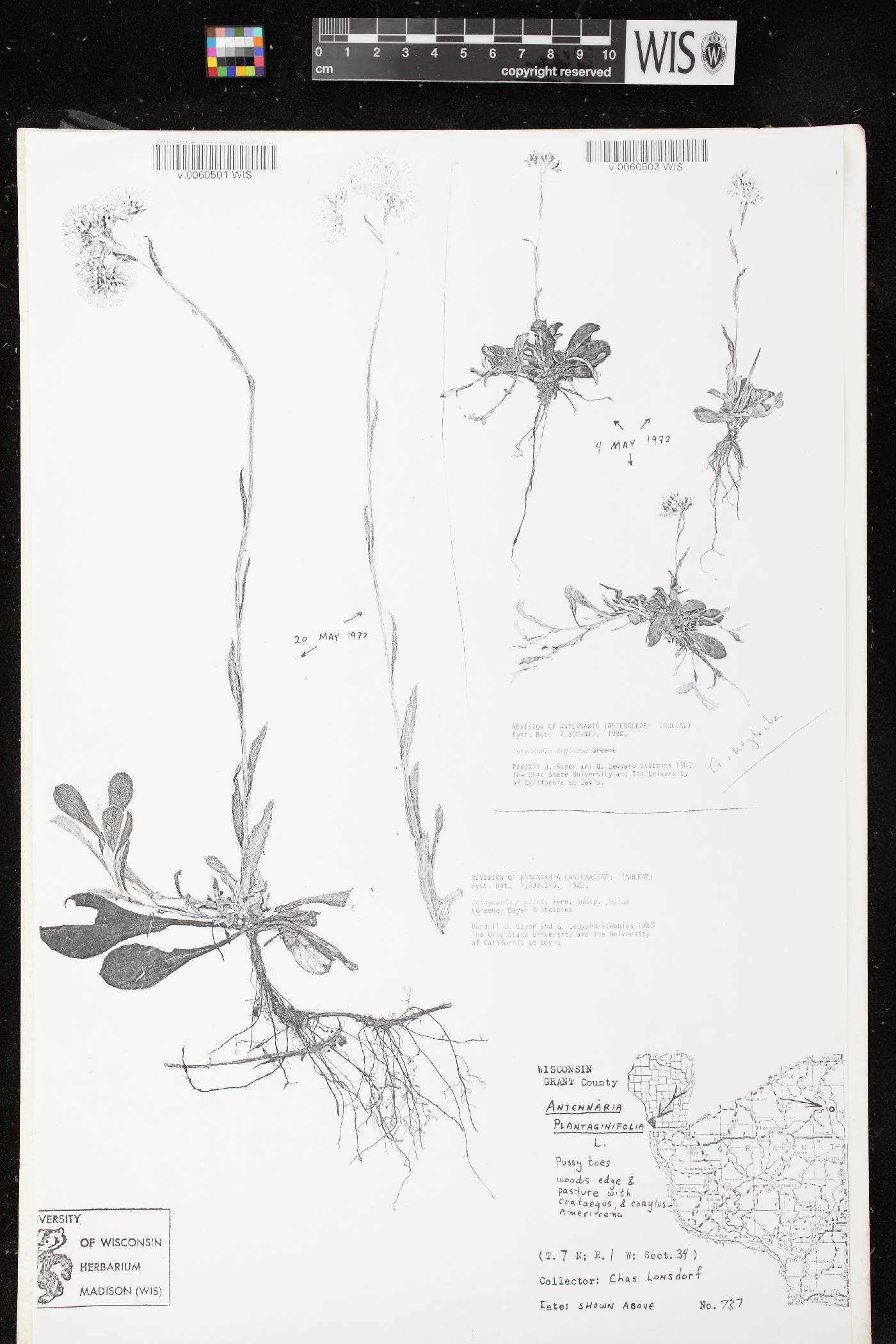 Antennaria parlinii subsp. fallax image