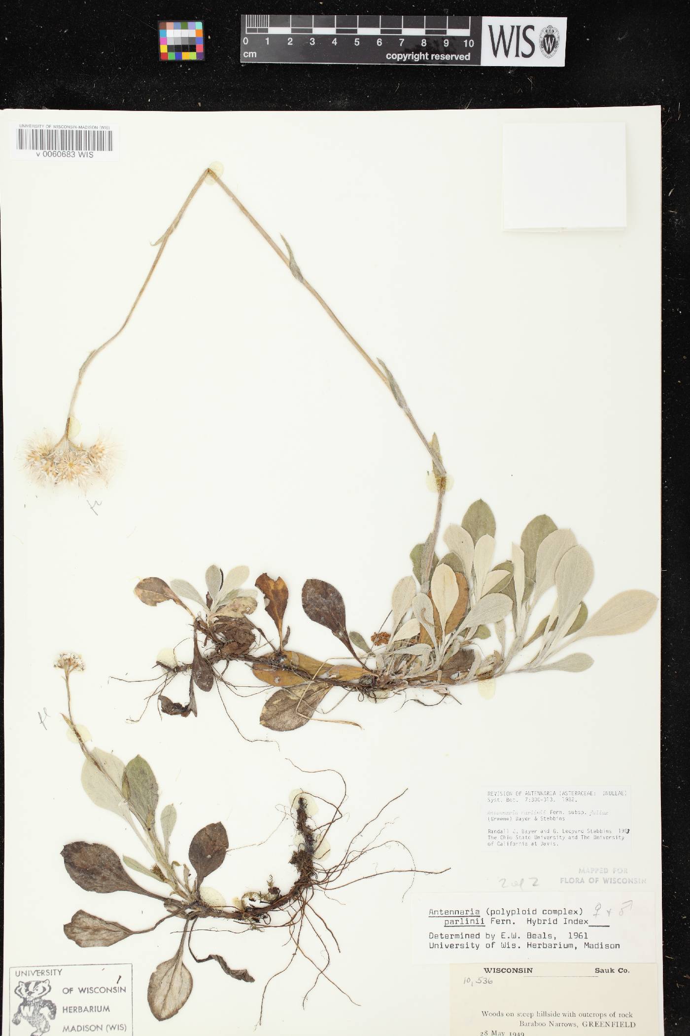 Antennaria parlinii subsp. fallax image