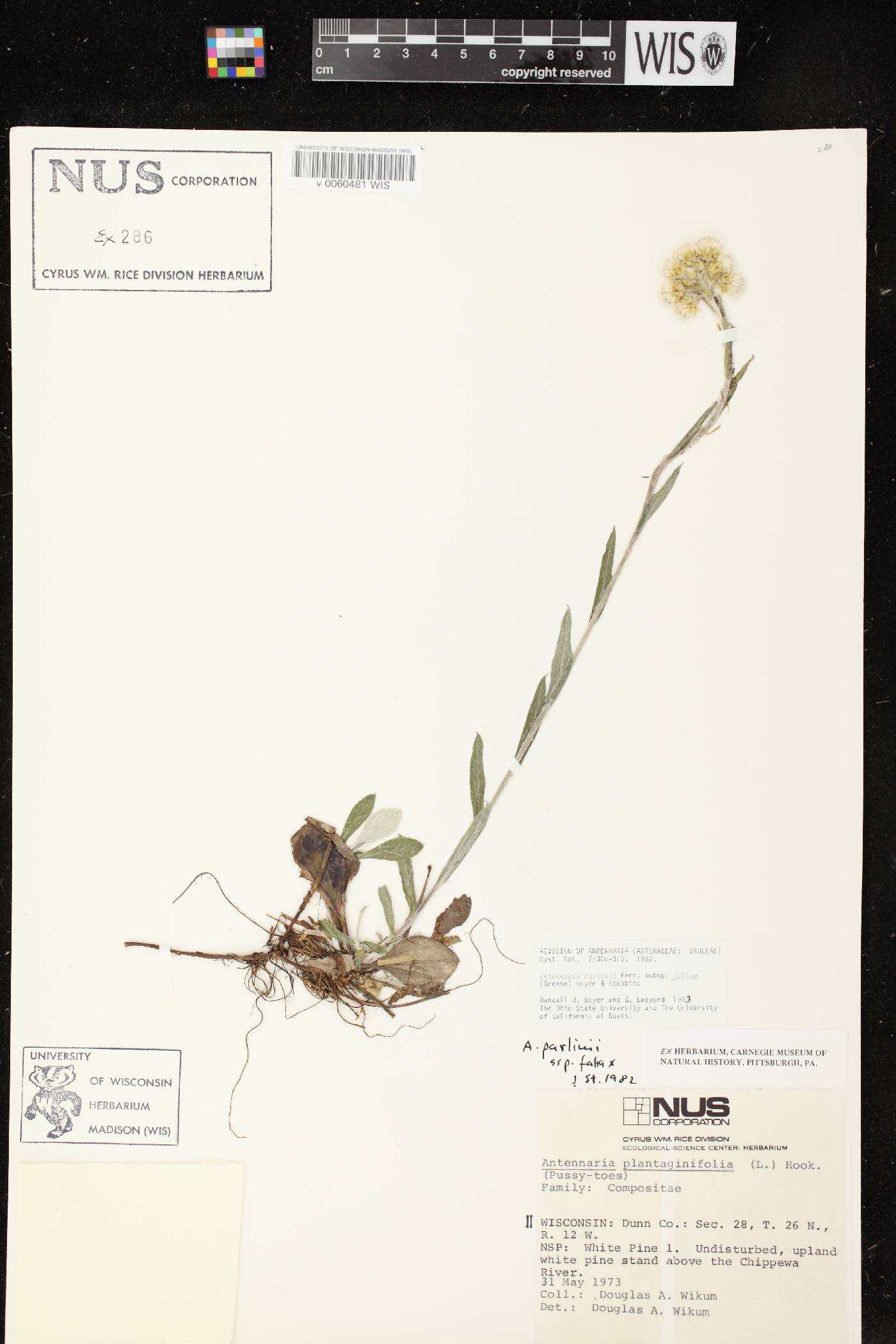 Antennaria parlinii subsp. fallax image