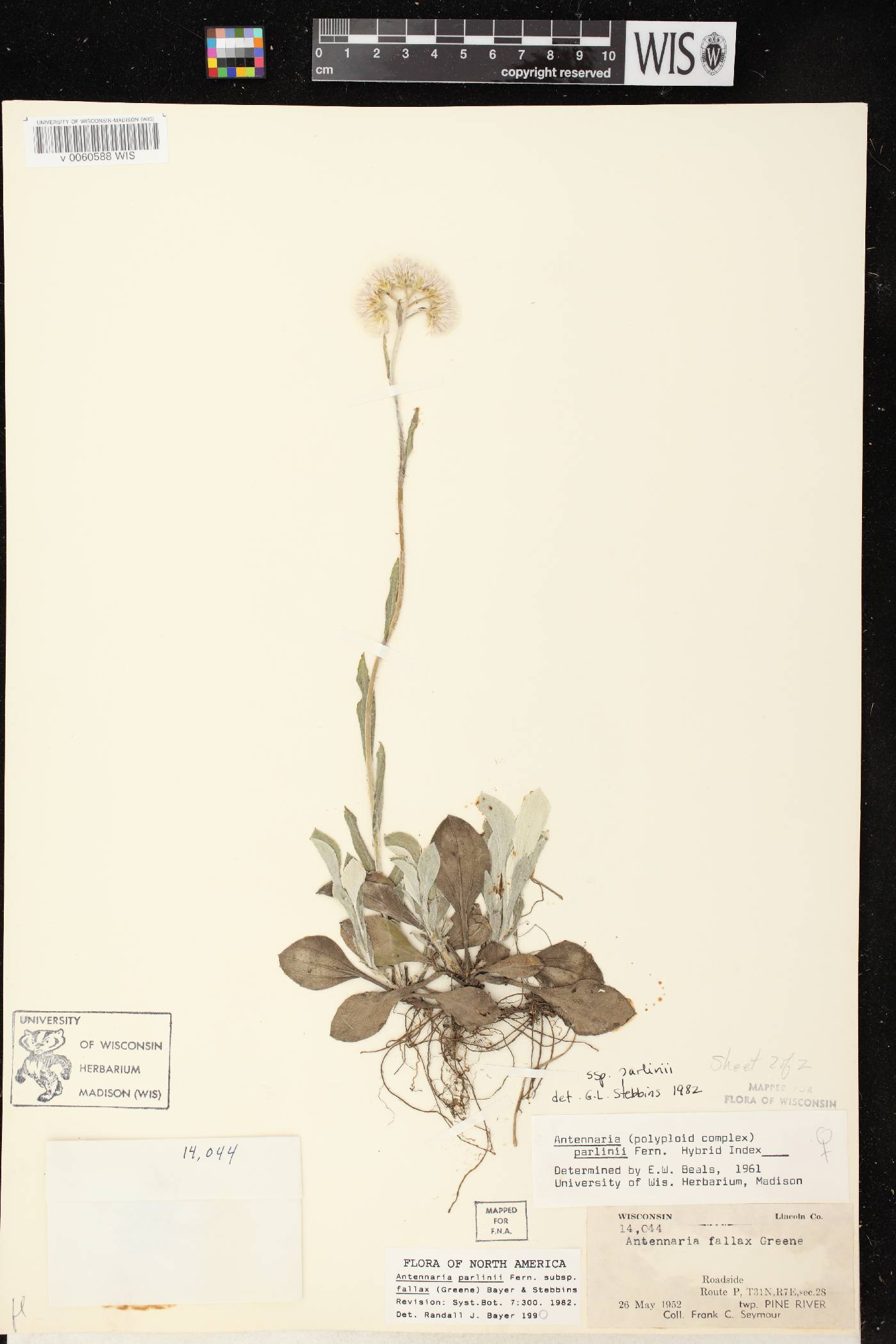 Antennaria parlinii subsp. fallax image