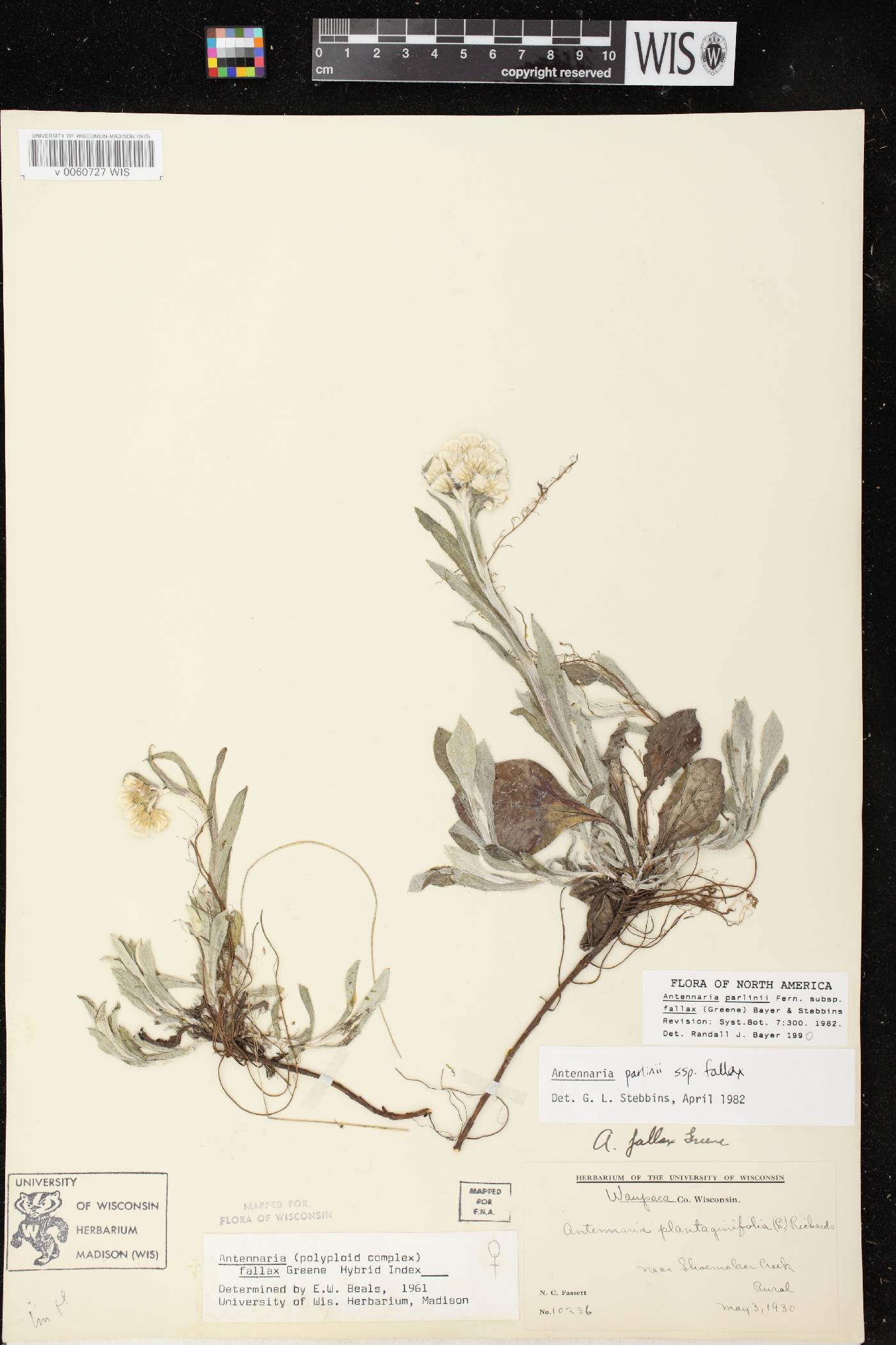 Antennaria parlinii subsp. fallax image