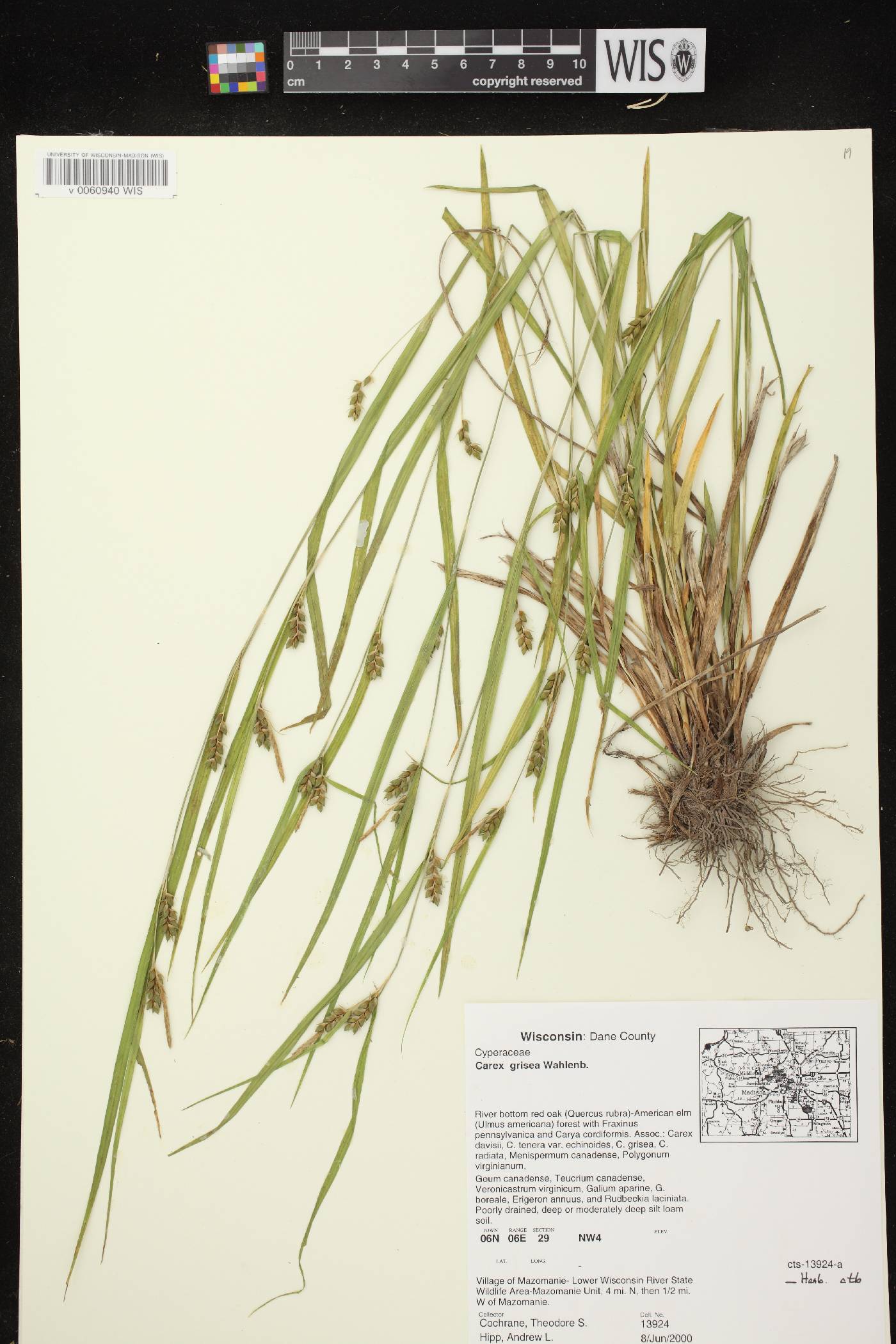 Carex grisea image