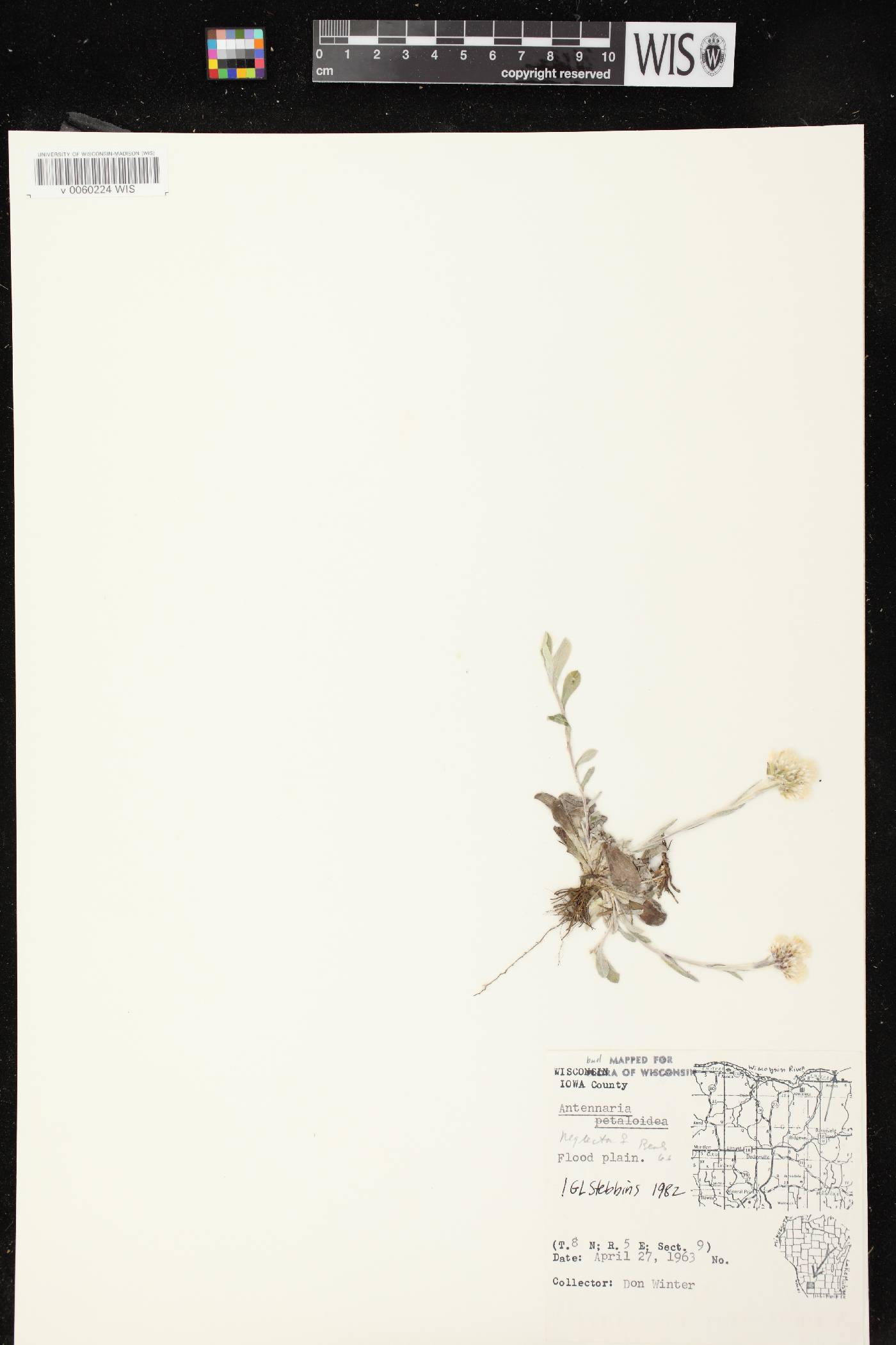 Antennaria neglecta image