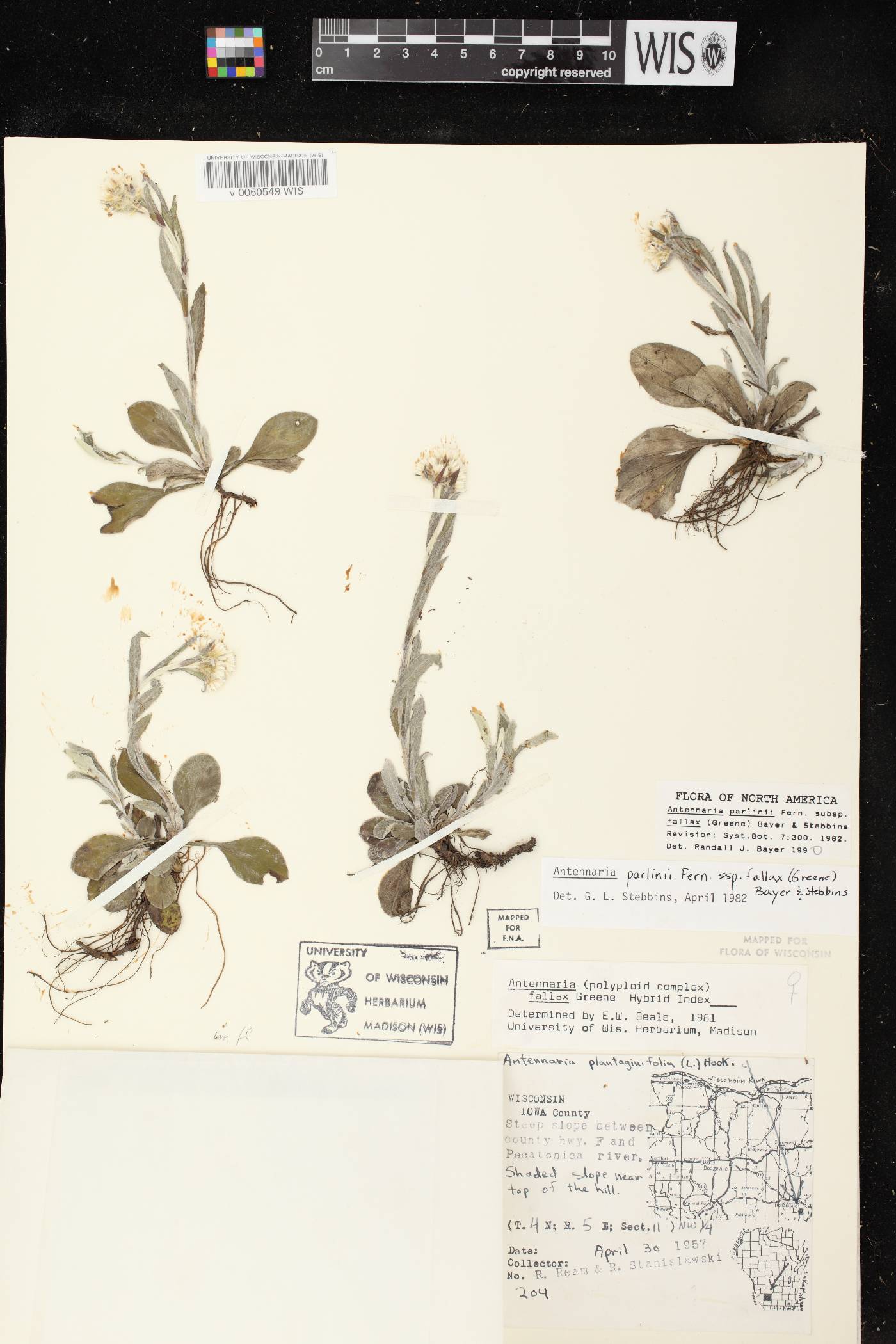 Antennaria parlinii subsp. fallax image