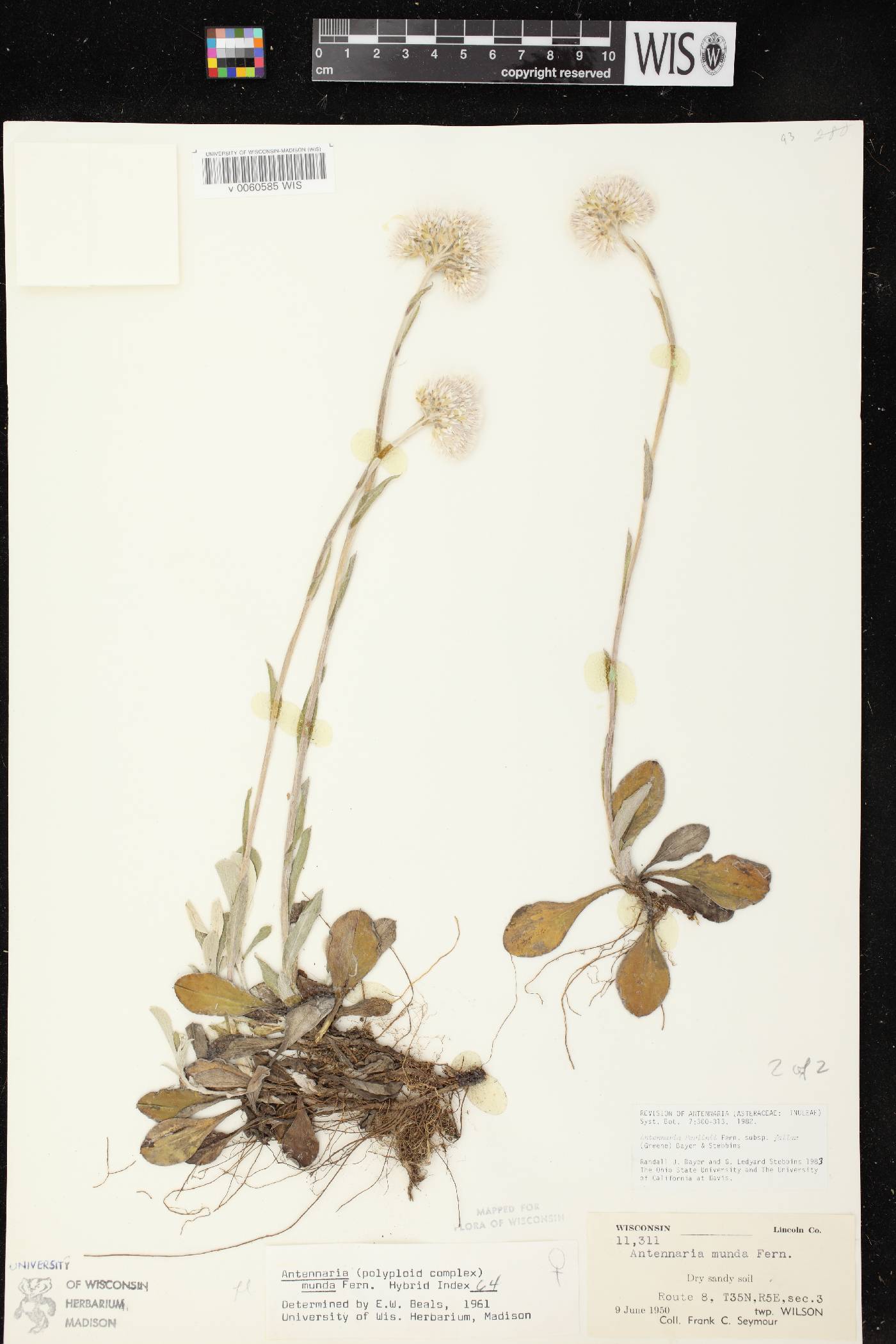Antennaria parlinii subsp. fallax image