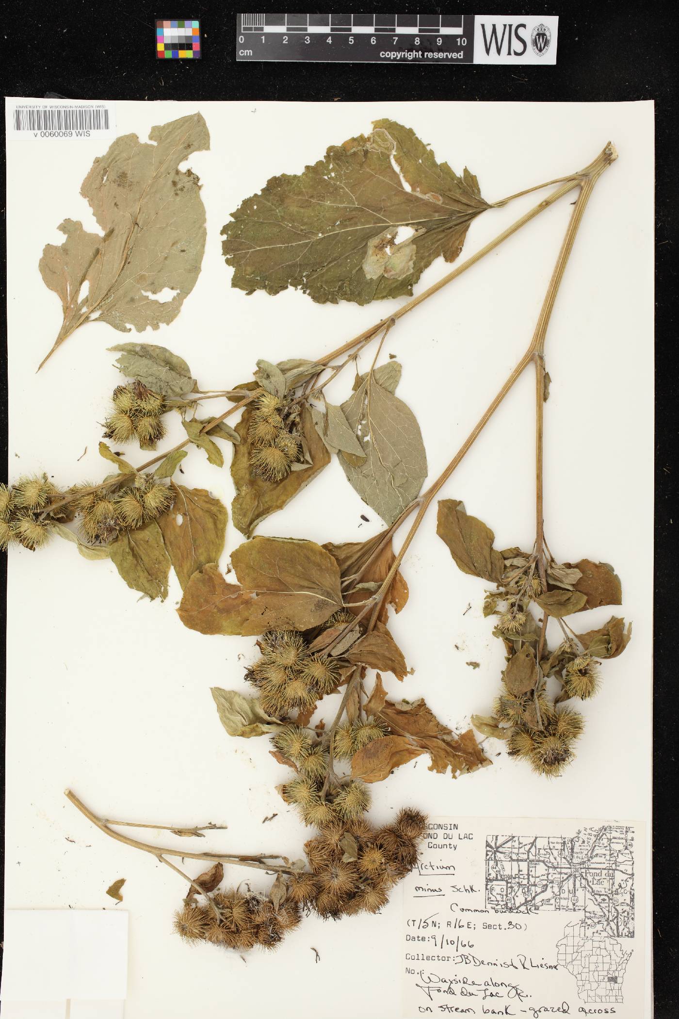 Arctium minus image