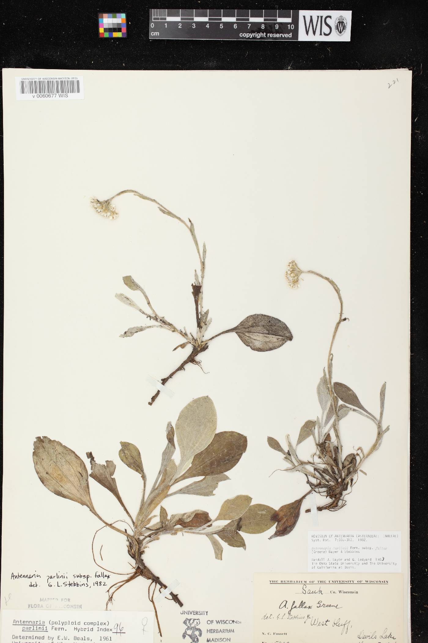 Antennaria parlinii subsp. fallax image