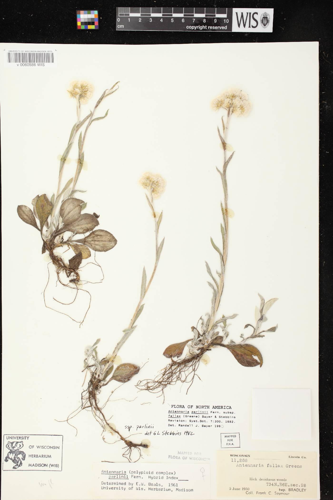 Antennaria parlinii subsp. fallax image