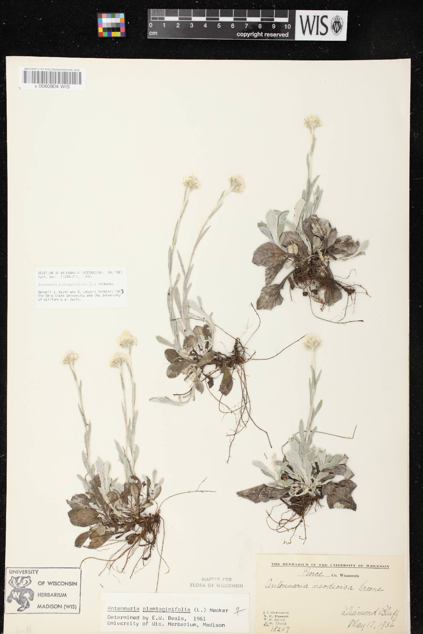 Antennaria plantaginifolia image