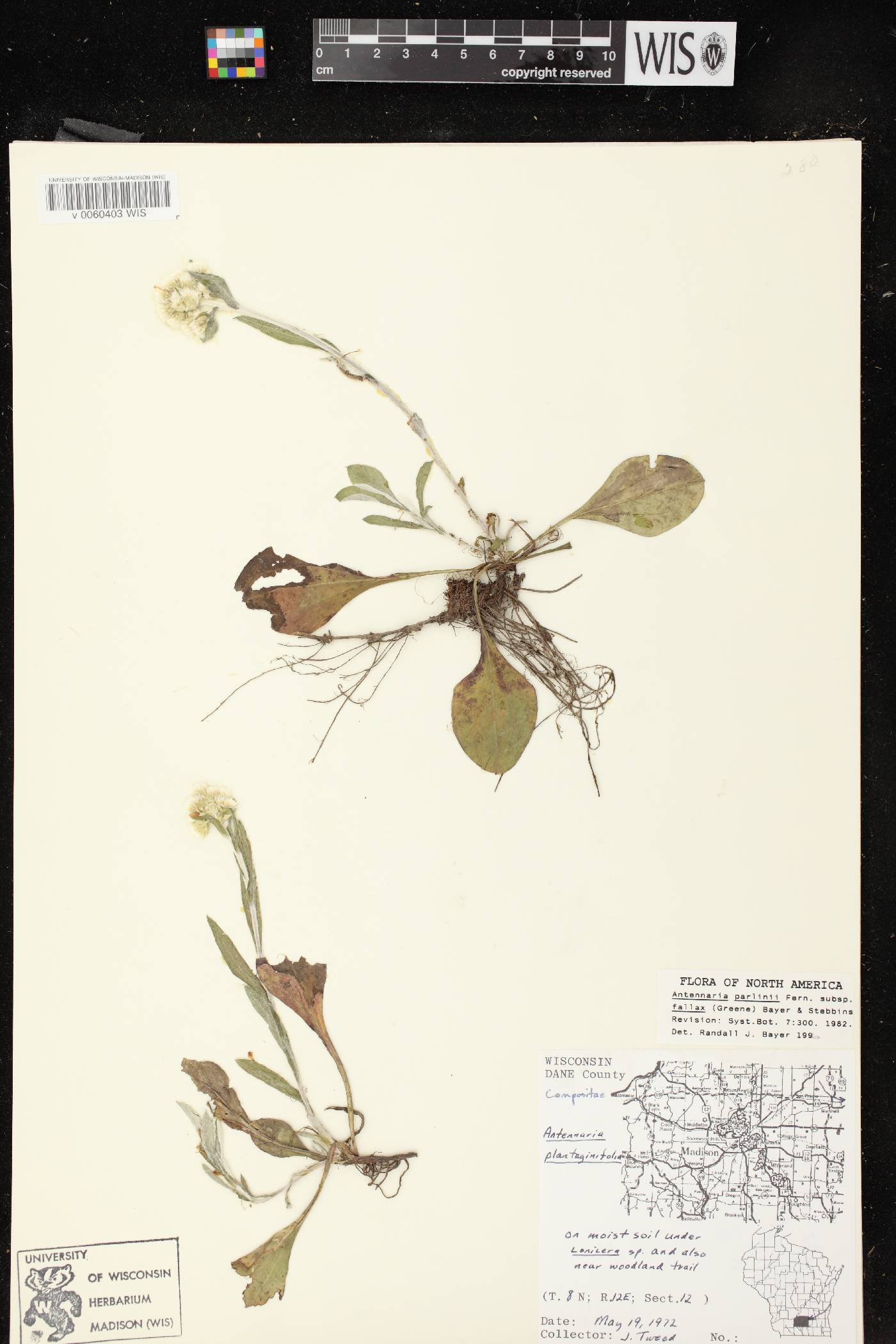 Antennaria parlinii subsp. fallax image