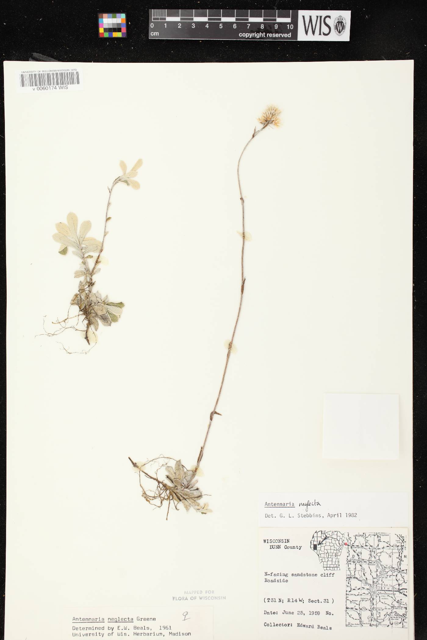 Antennaria neglecta image