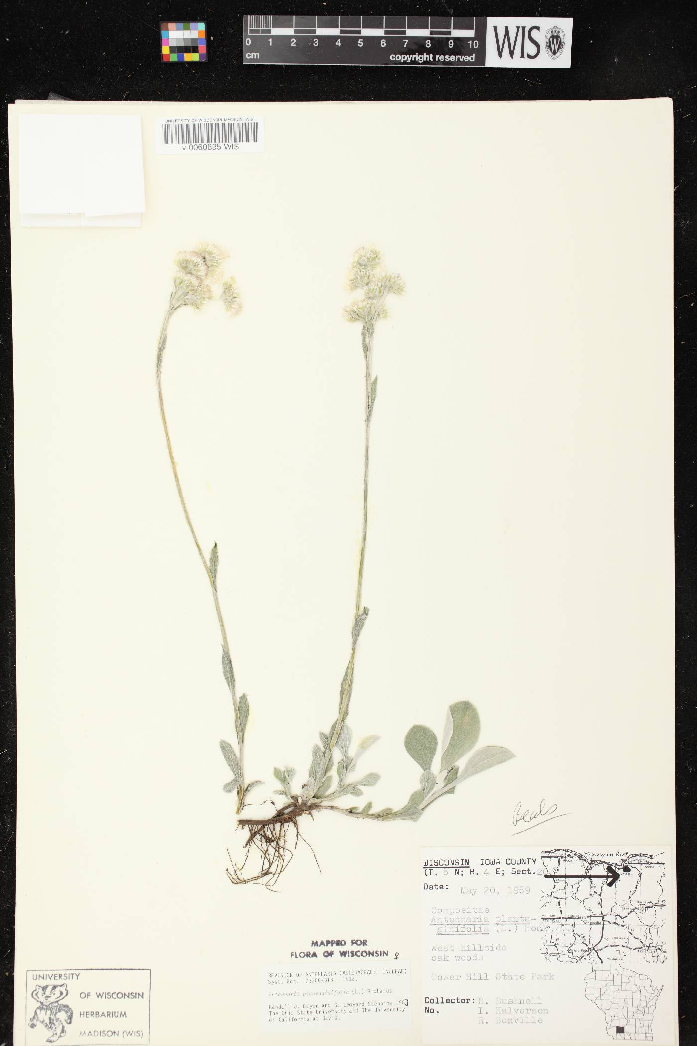 Antennaria plantaginifolia image