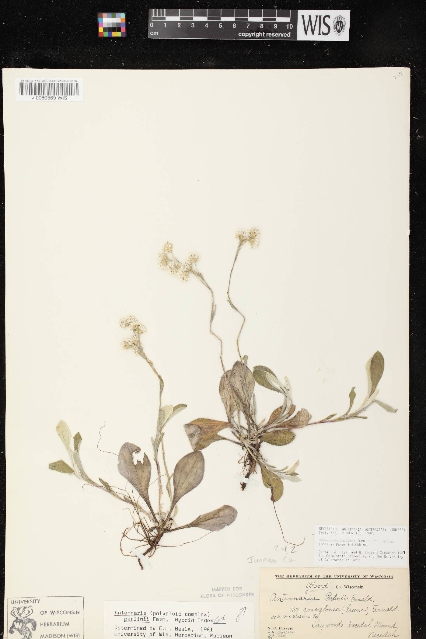 Antennaria parlinii subsp. fallax image