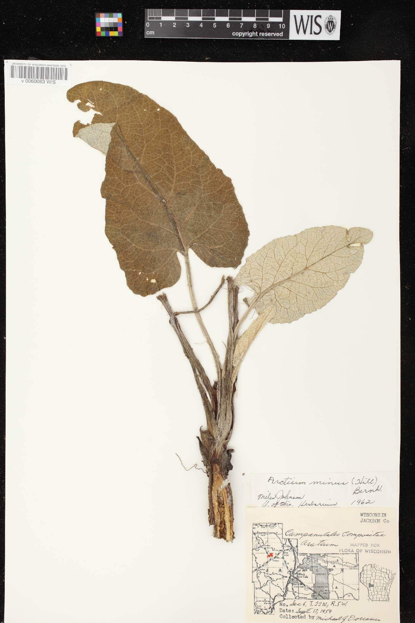 Arctium minus image