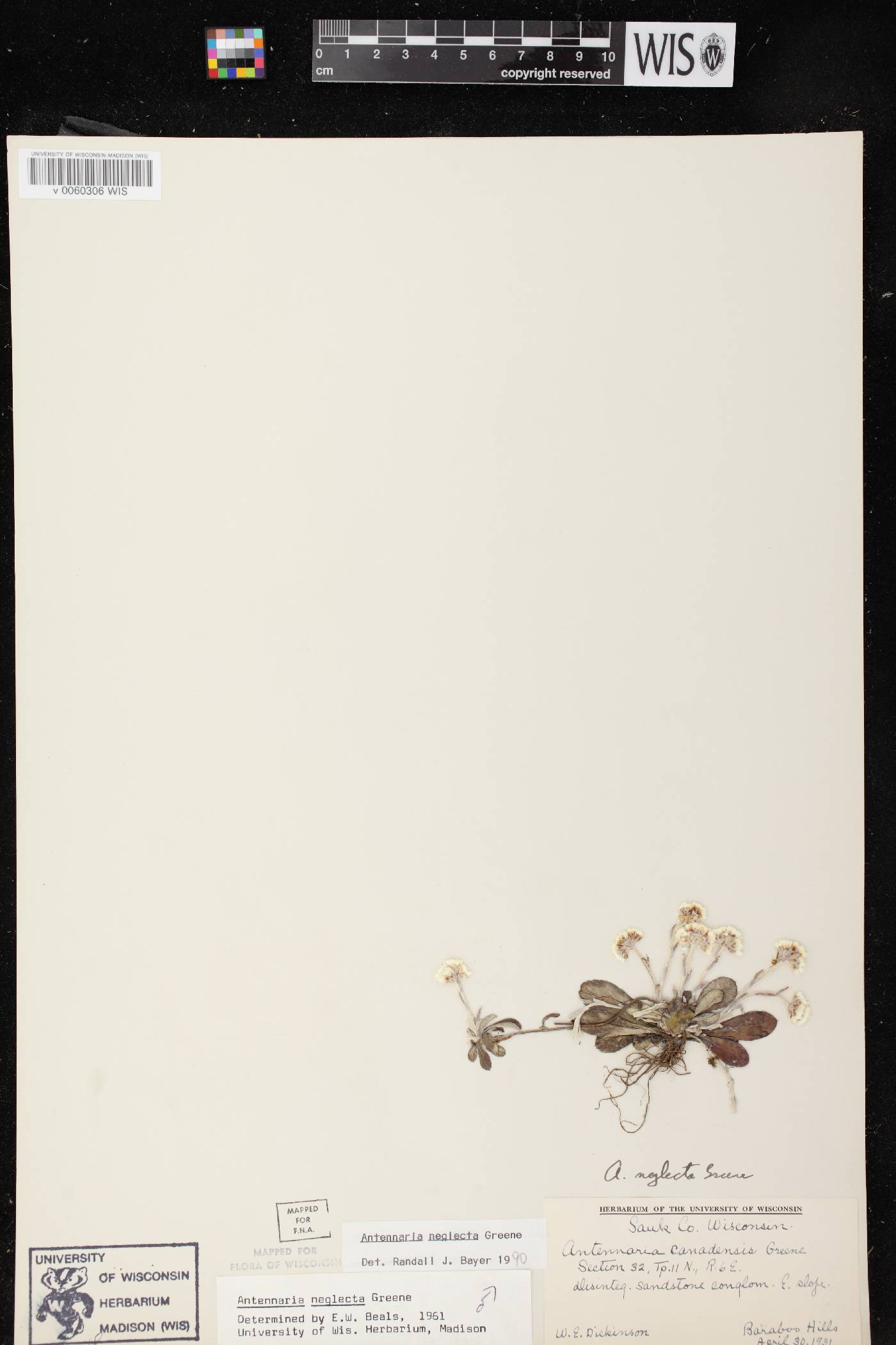 Antennaria neglecta image