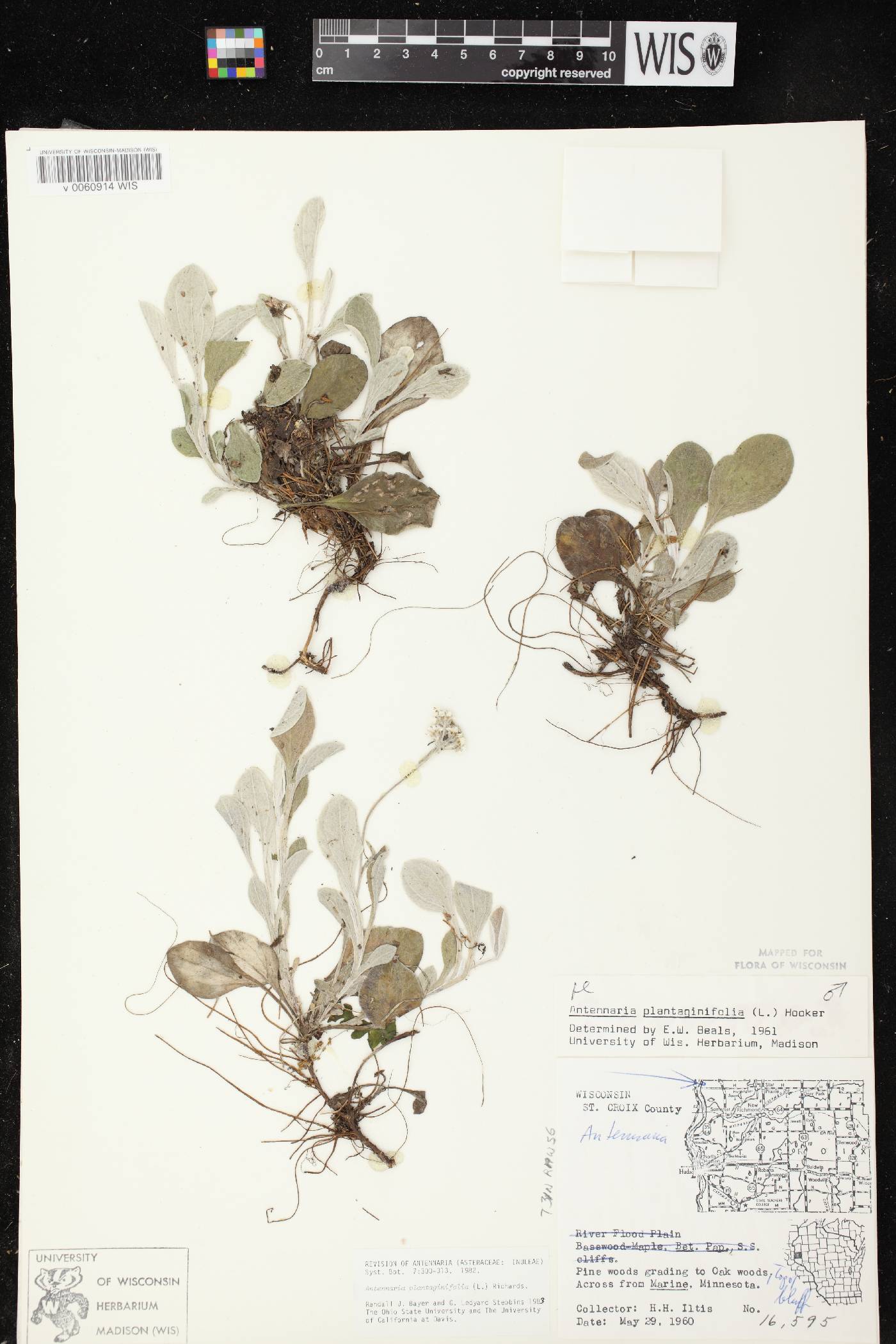 Antennaria plantaginifolia image