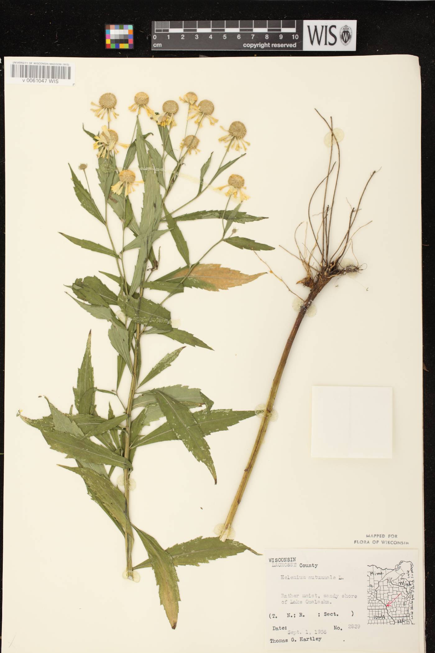 Helenium autumnale image