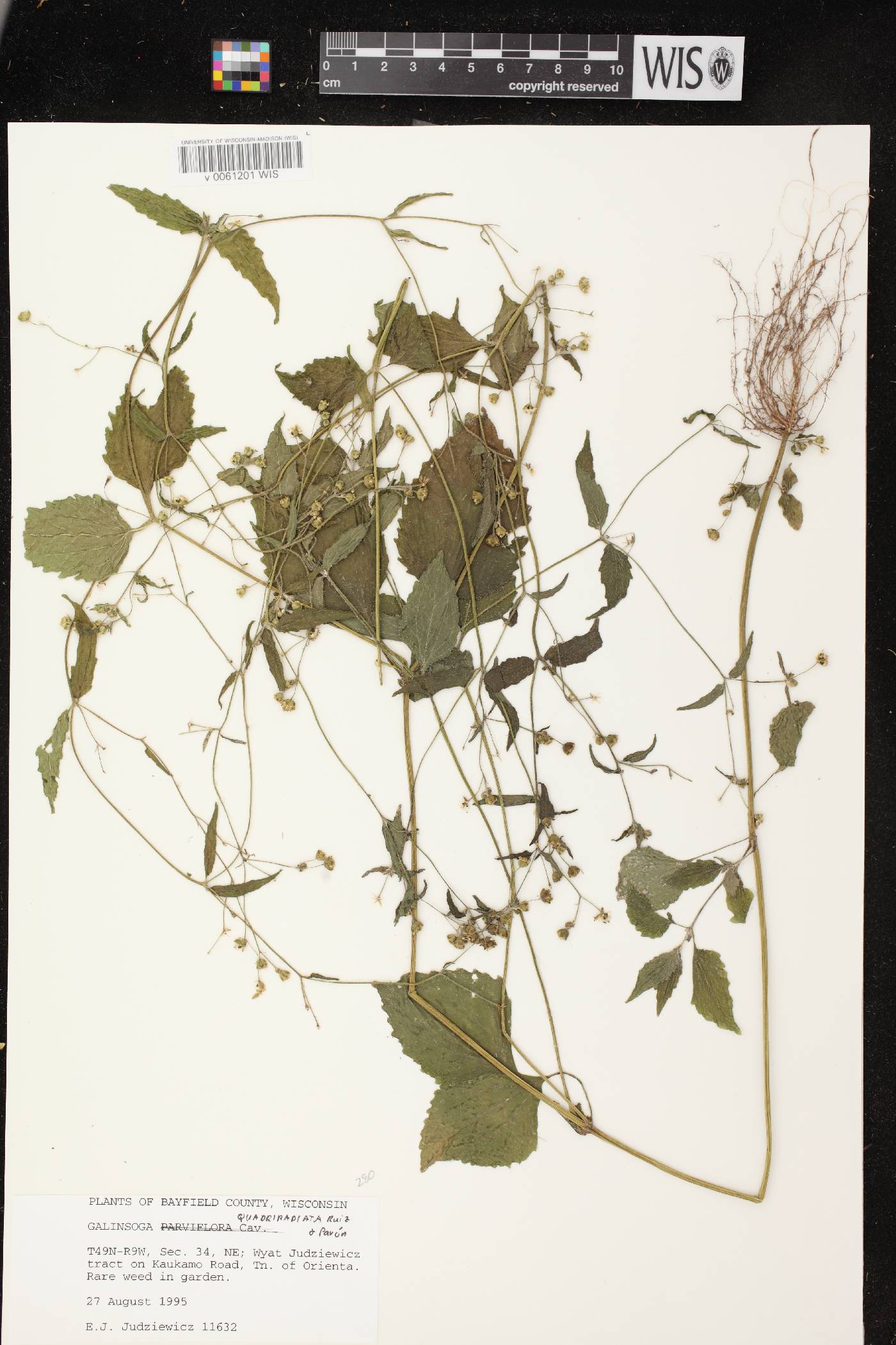 Galinsoga quadriradiata image