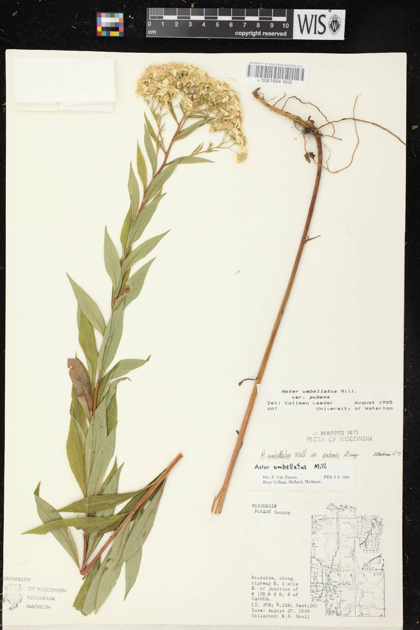 Doellingeria umbellata var. pubens image