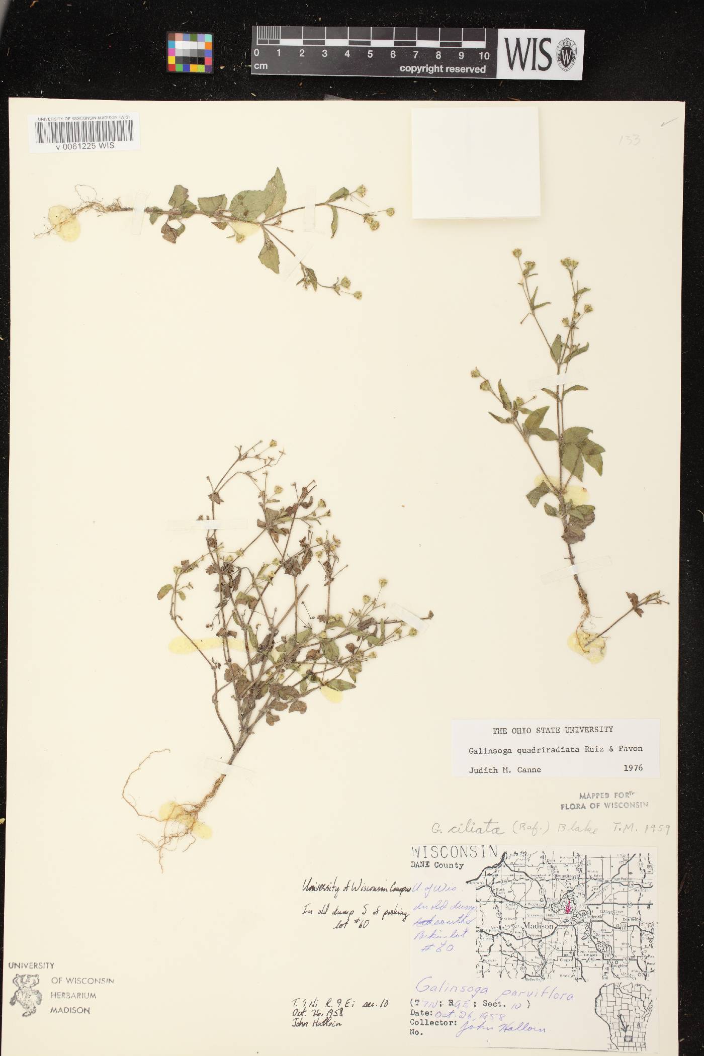 Galinsoga quadriradiata image