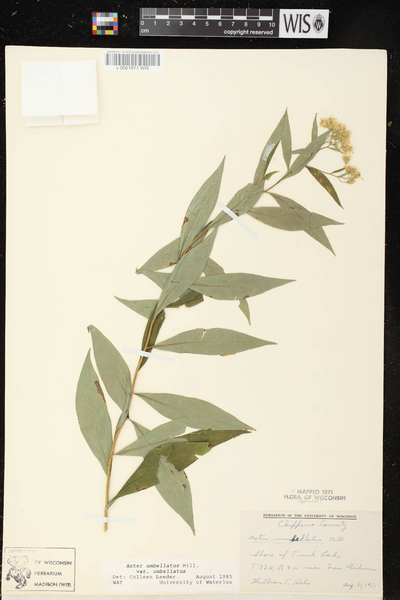 Doellingeria umbellata var. umbellata image