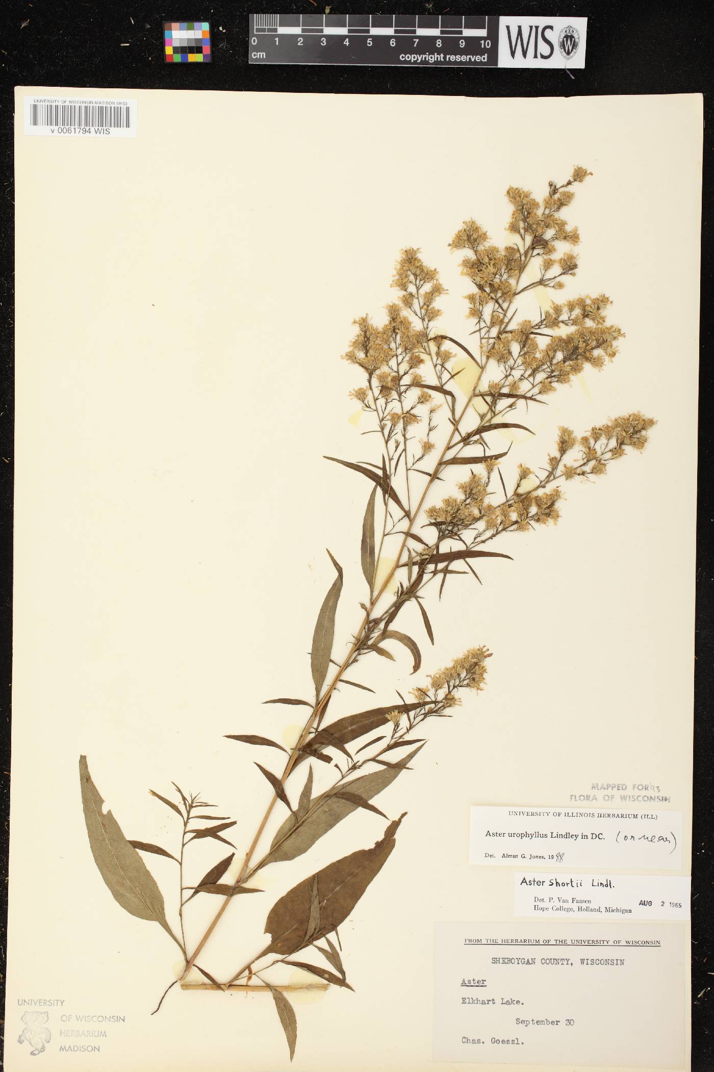 Symphyotrichum urophyllum image