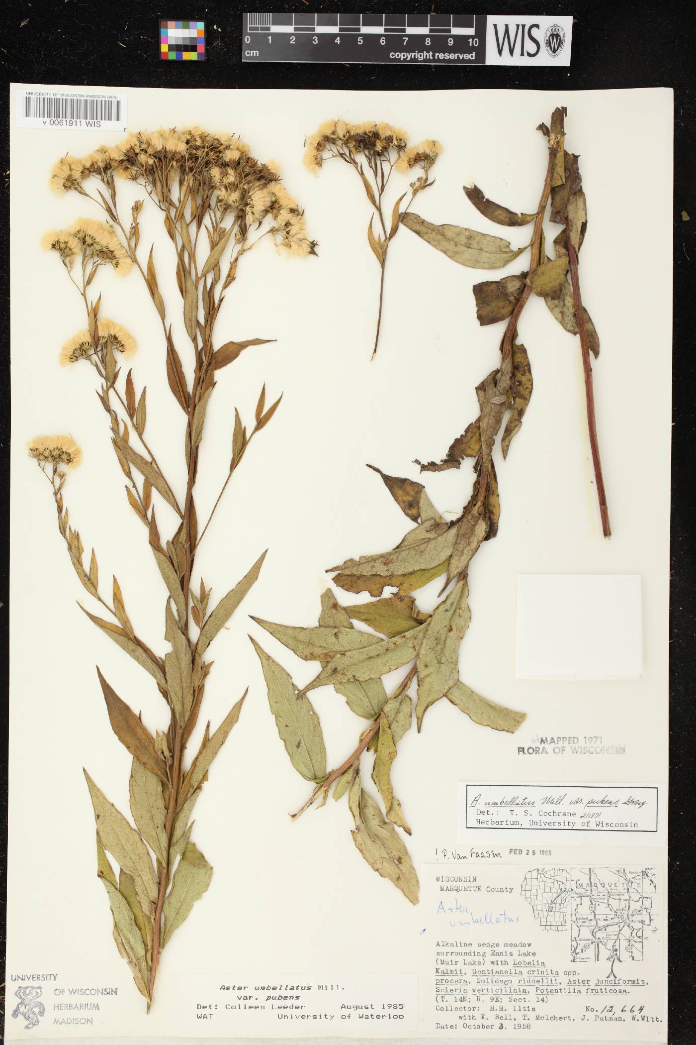 Doellingeria umbellata var. pubens image