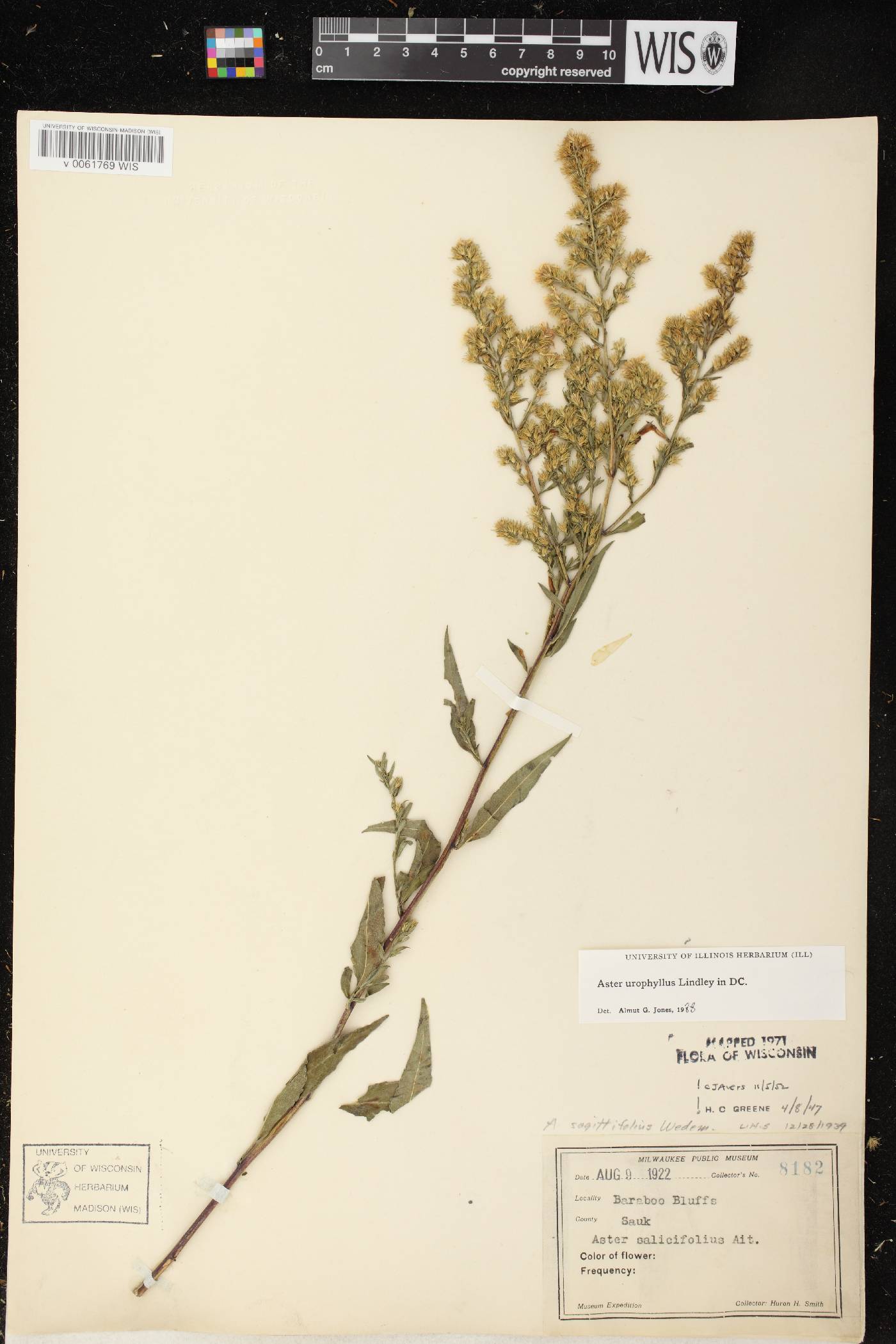 Symphyotrichum urophyllum image