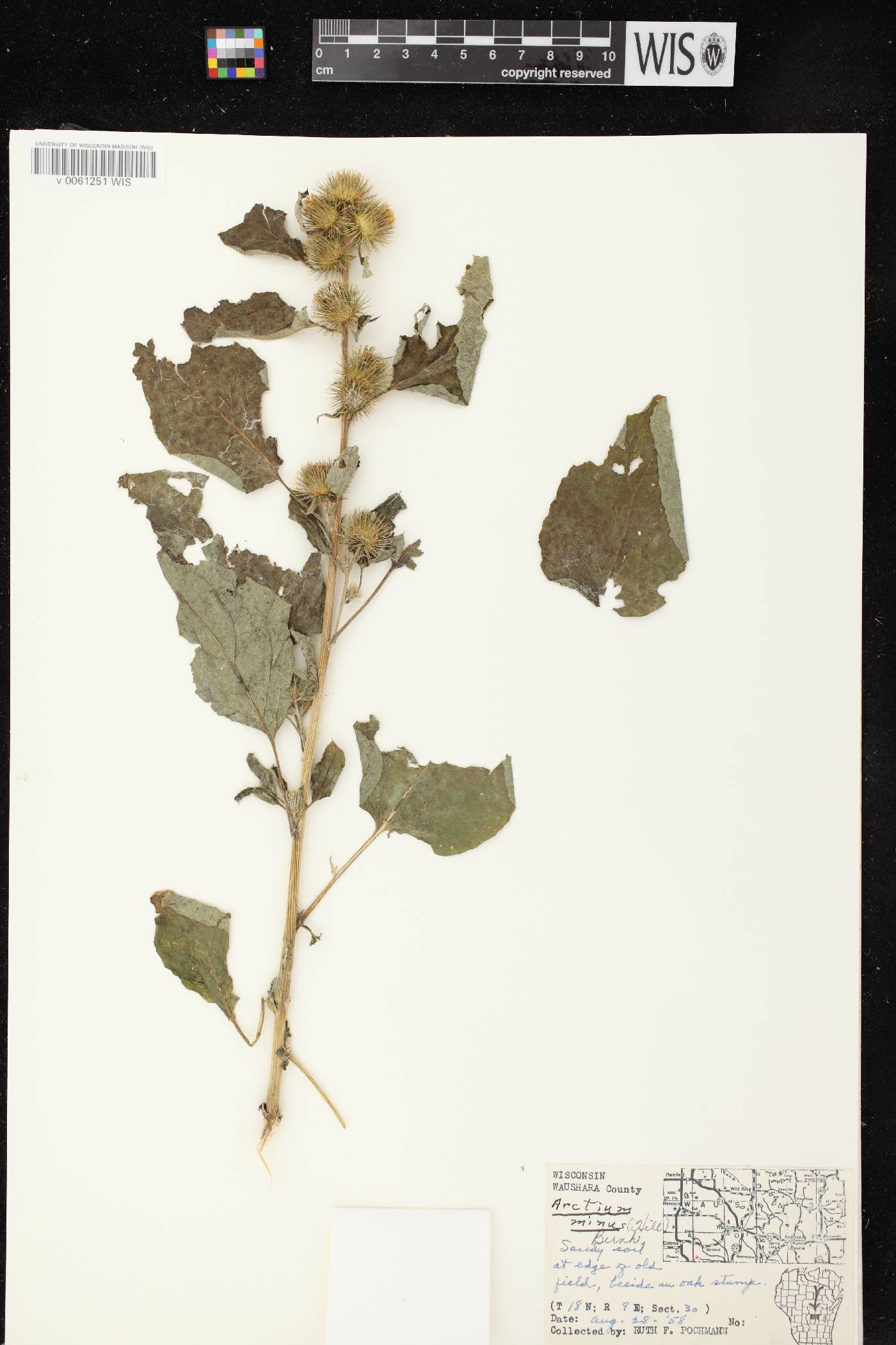 Arctium minus image