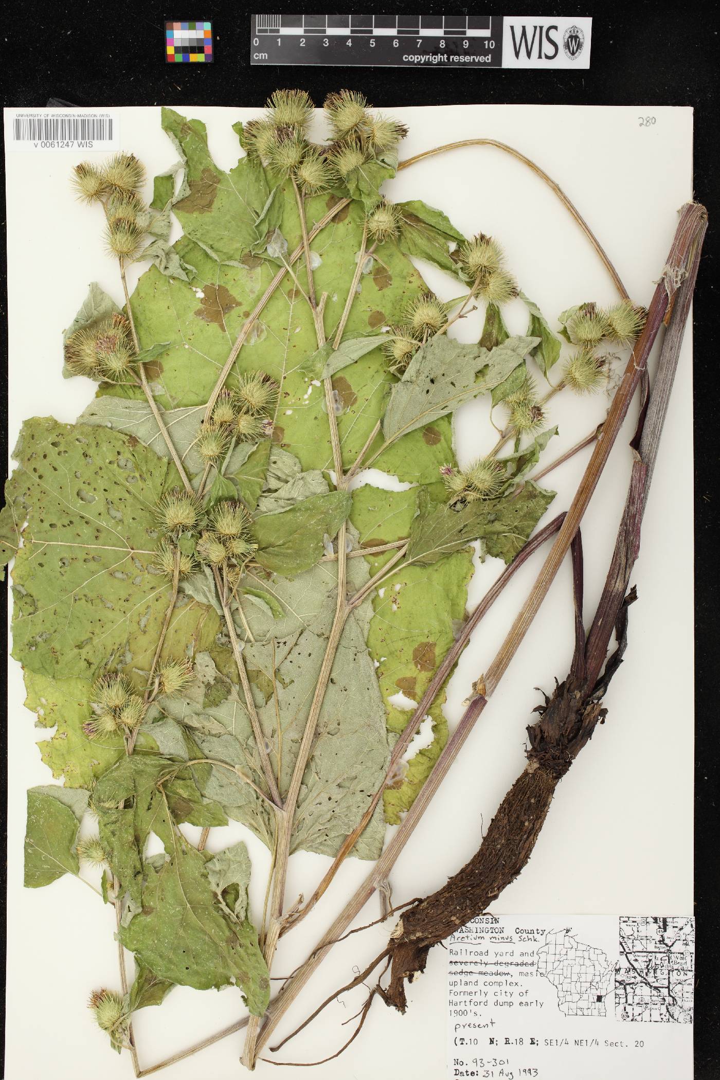 Arctium minus image